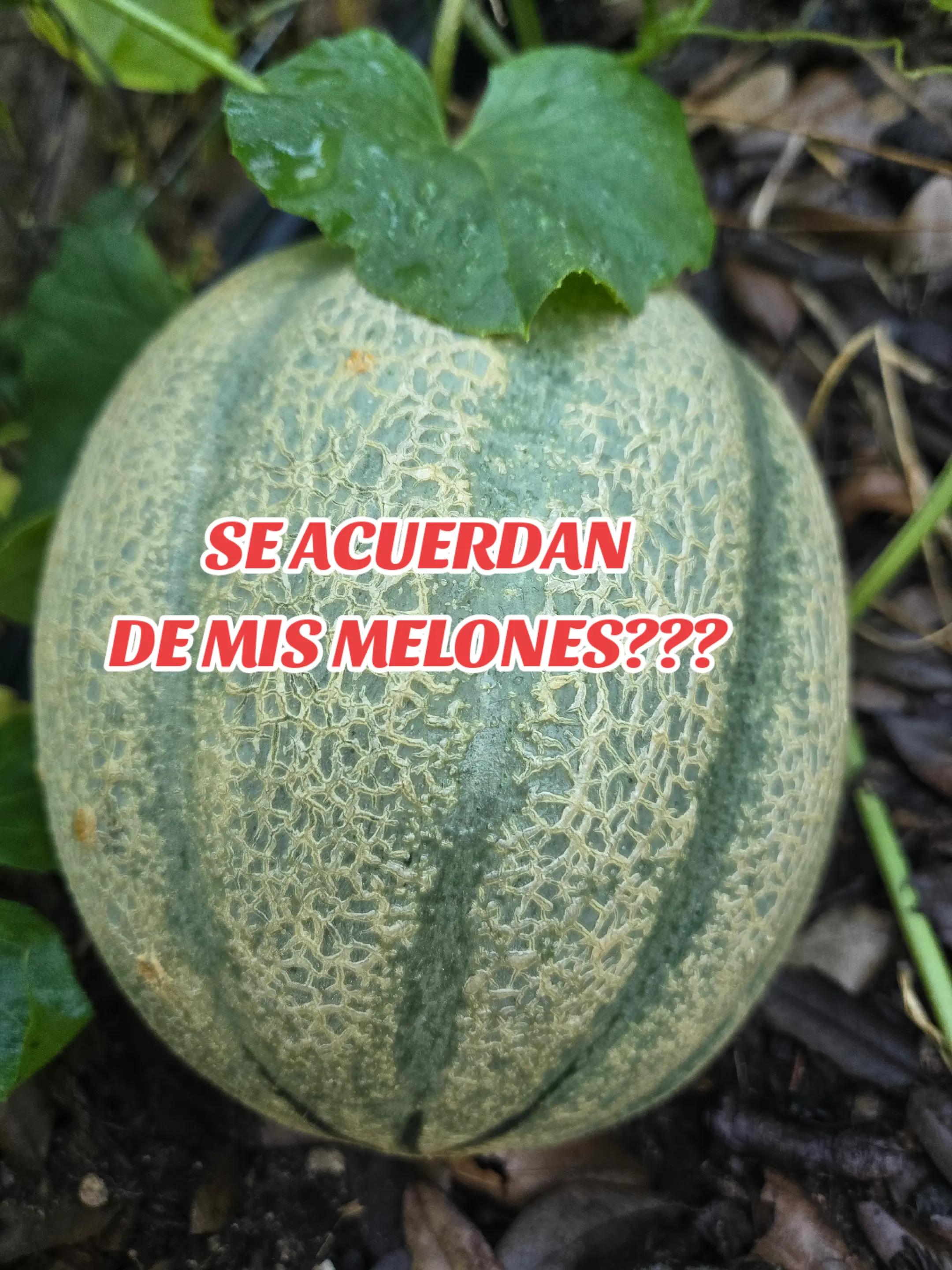 @ca1rmen