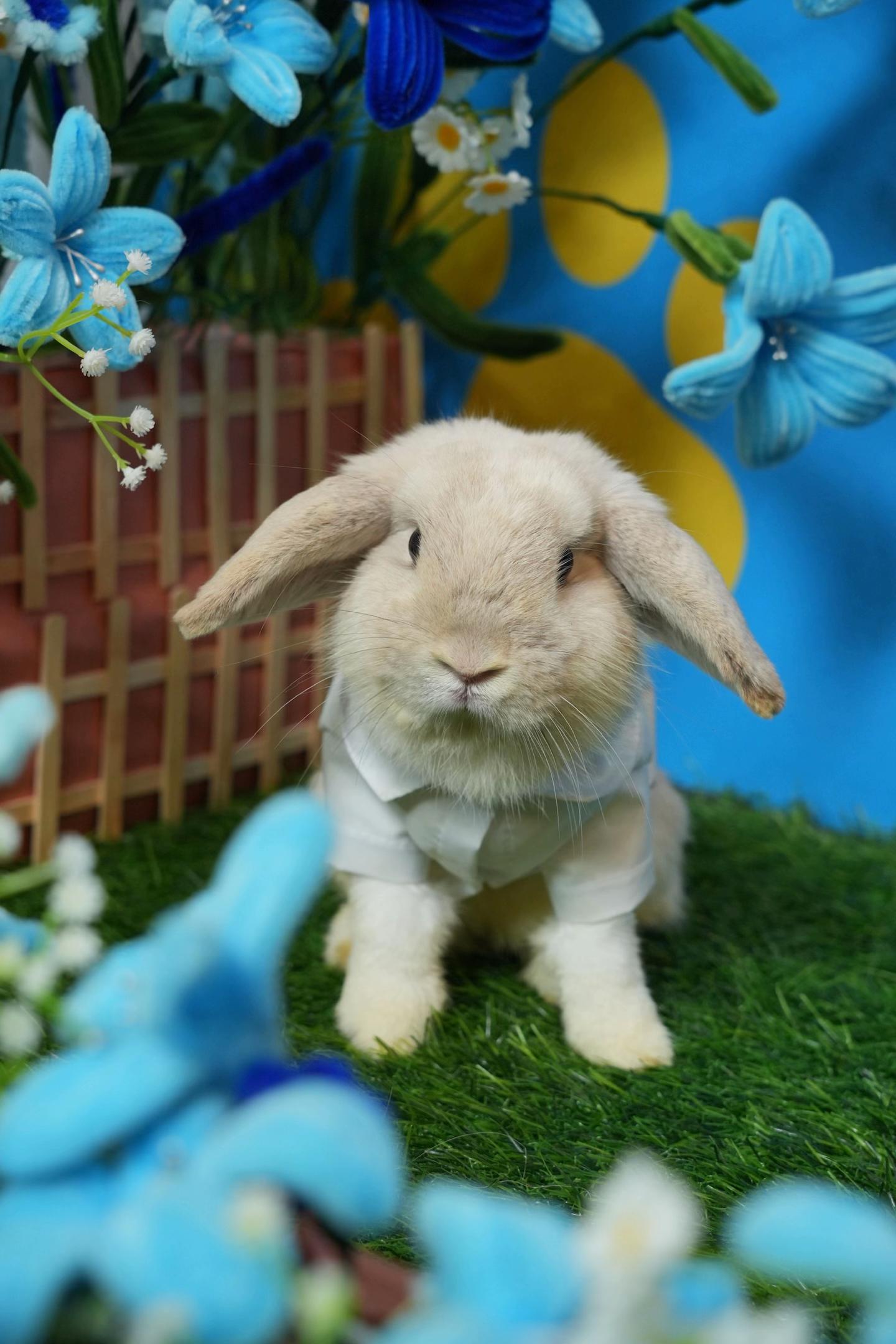 @🐰 Morhpin 🐰