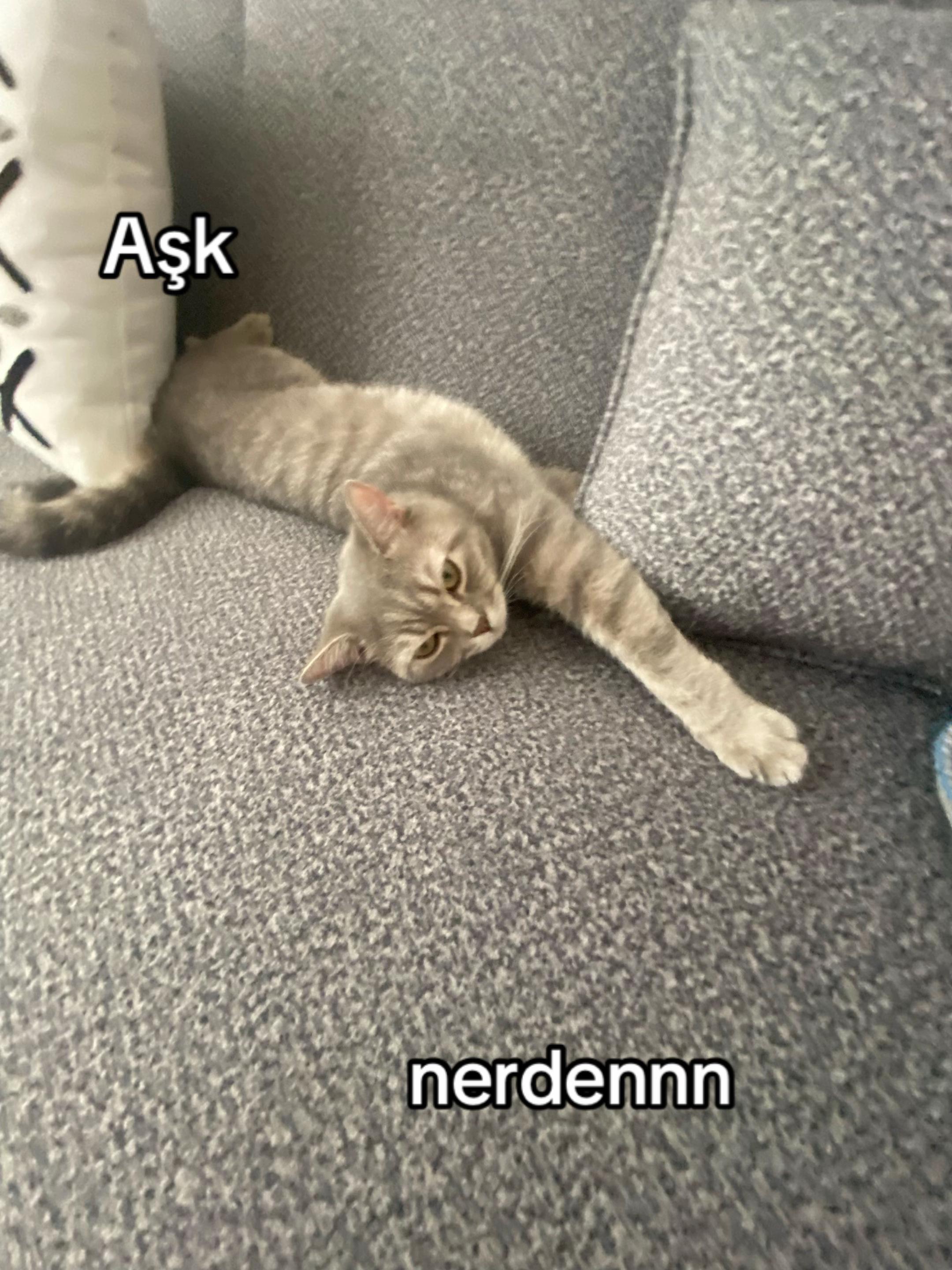 @fokbaliği🦭🎀