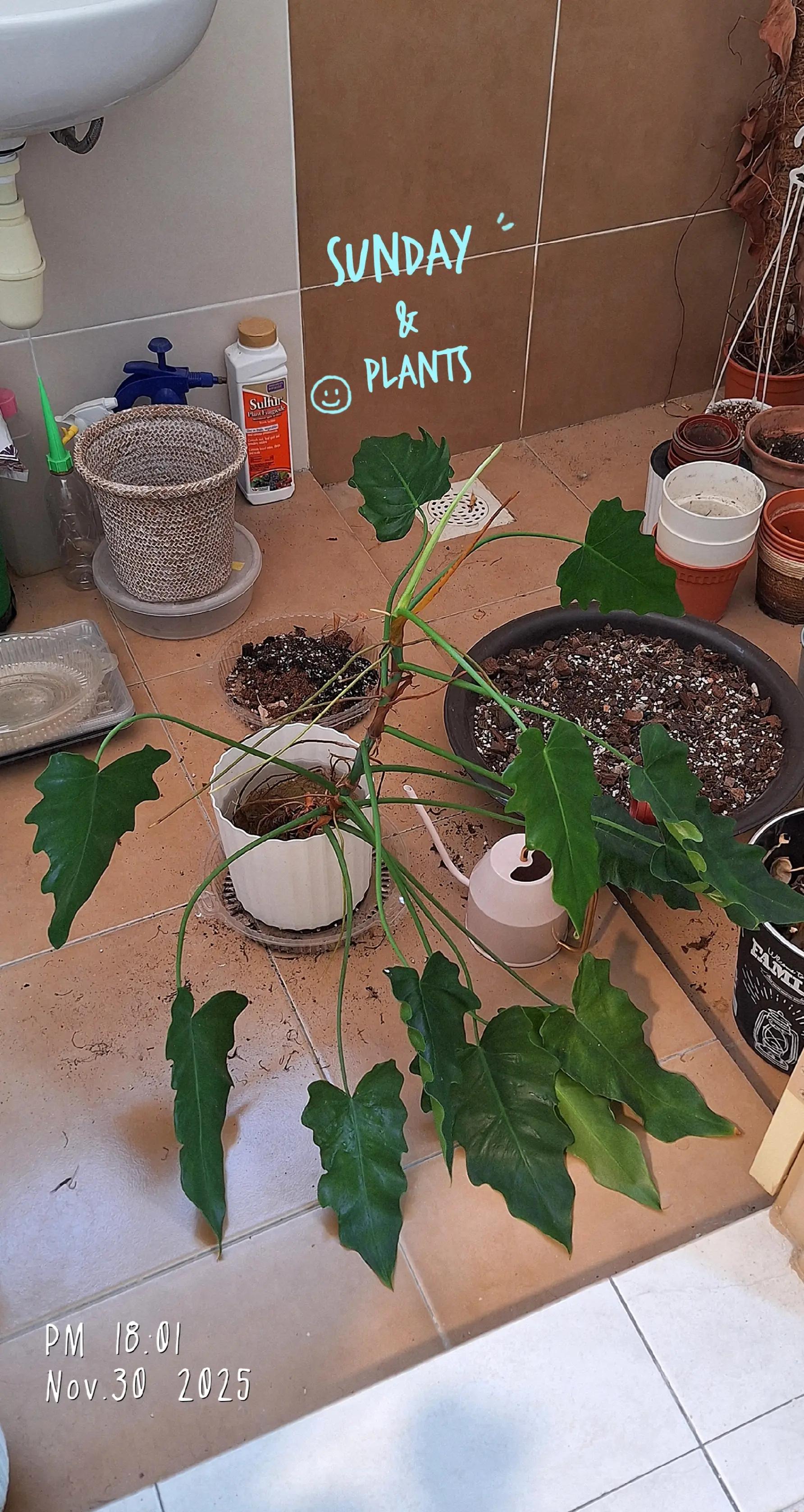@Sara | Indoor Plants | 🇲🇾