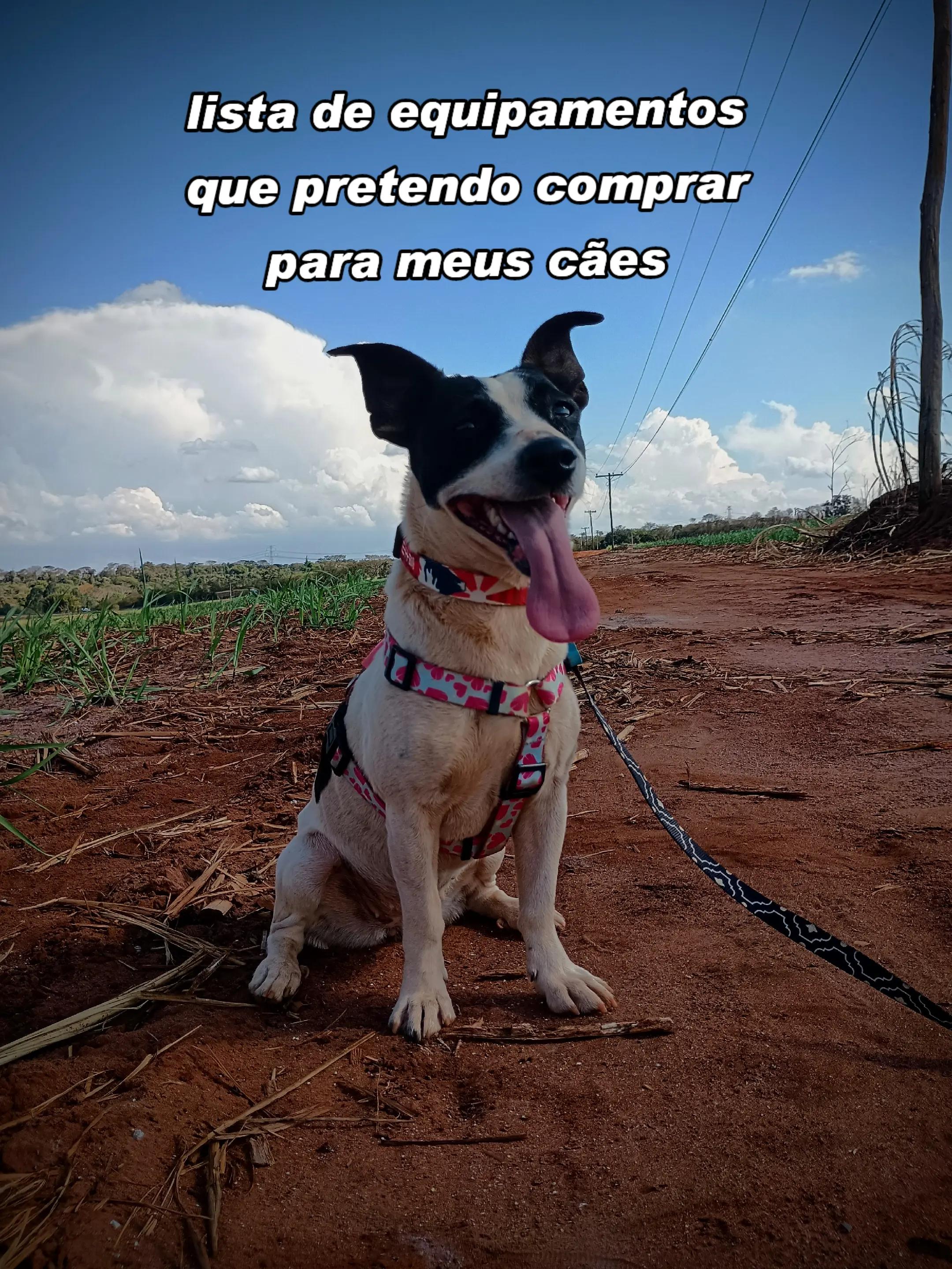 @•°★The_dogs!★°•
