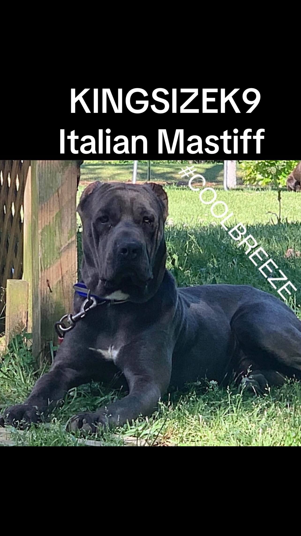 @KingCorso