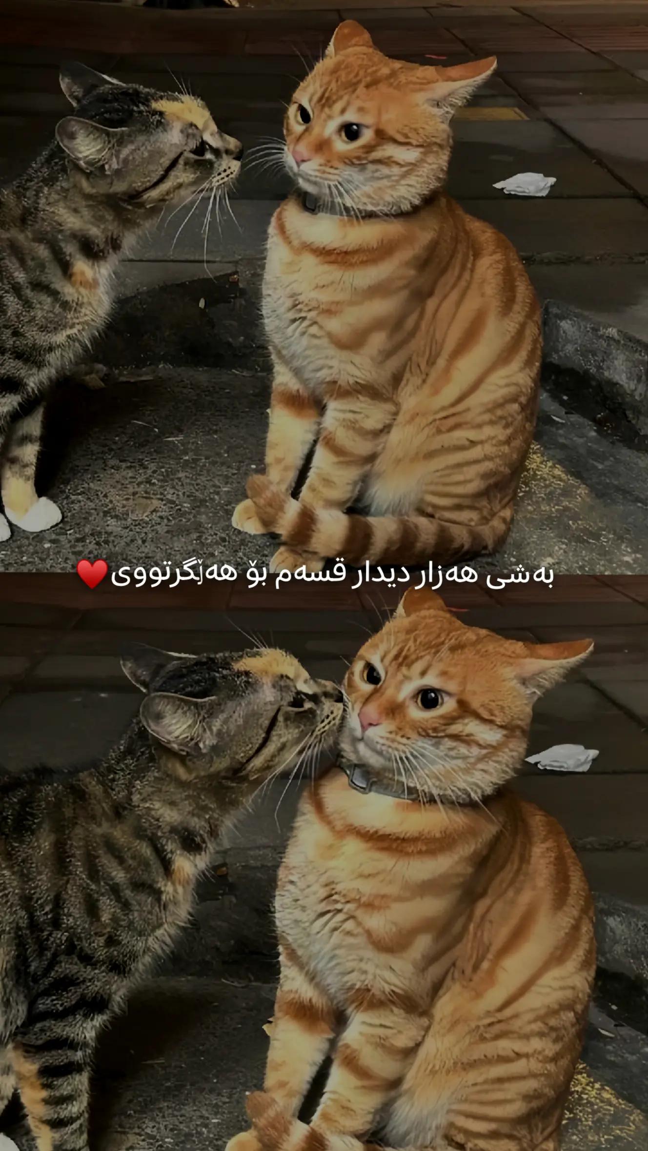 @تیـانـا❤🐈
