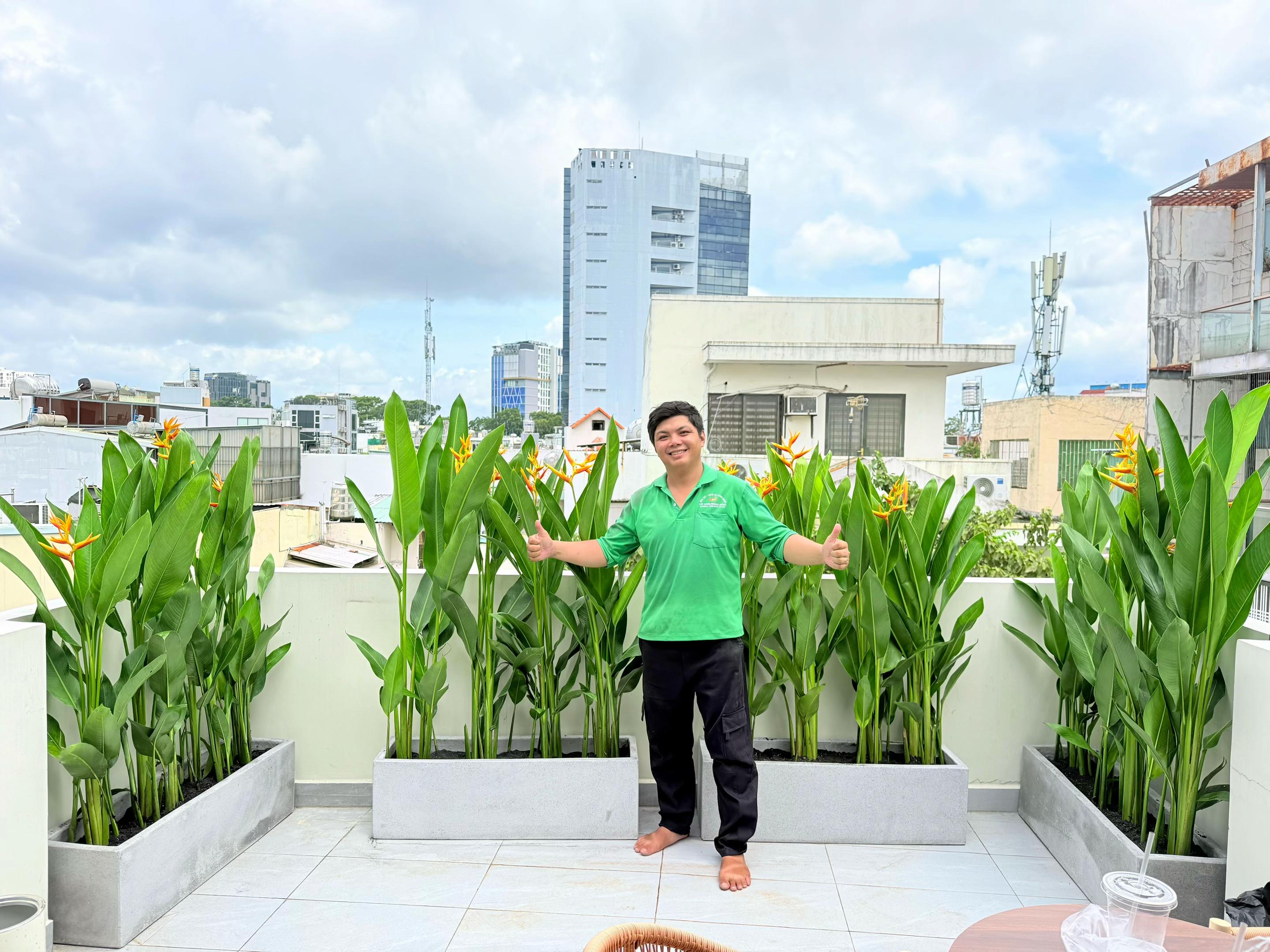 @C&acirc;y Xanh Phong Hồng