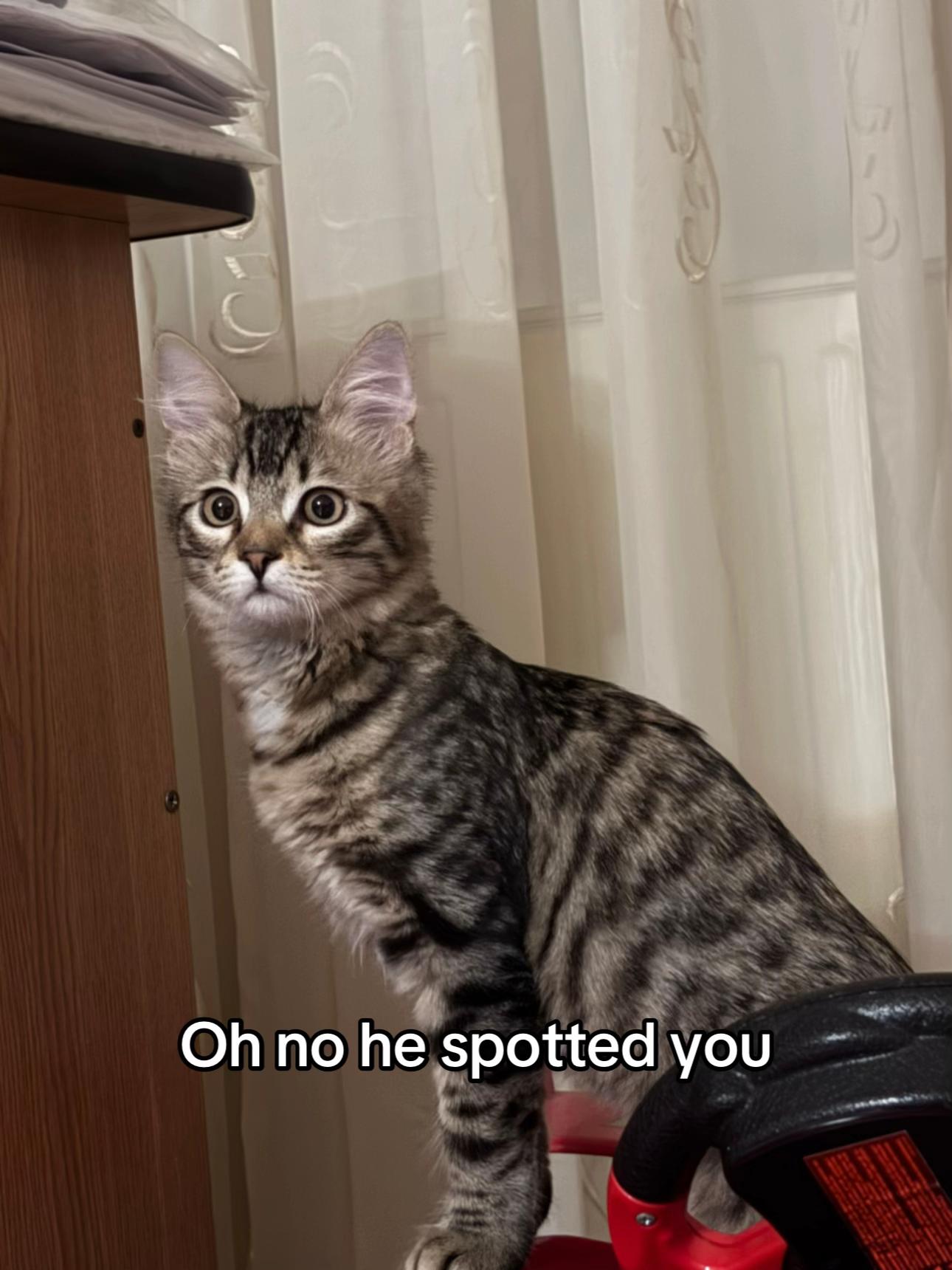 @ayla