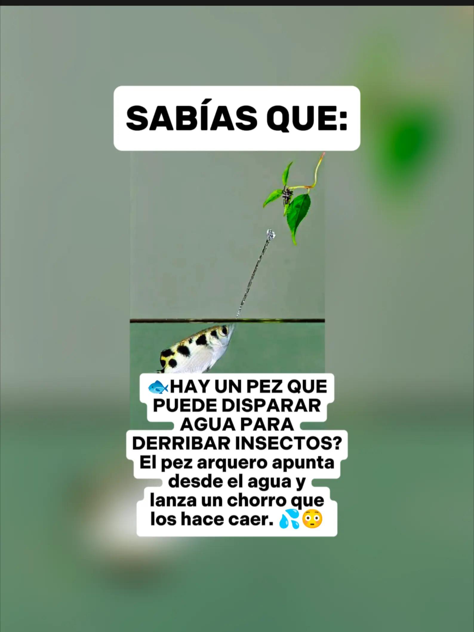 @CLUB DE ANIMALES