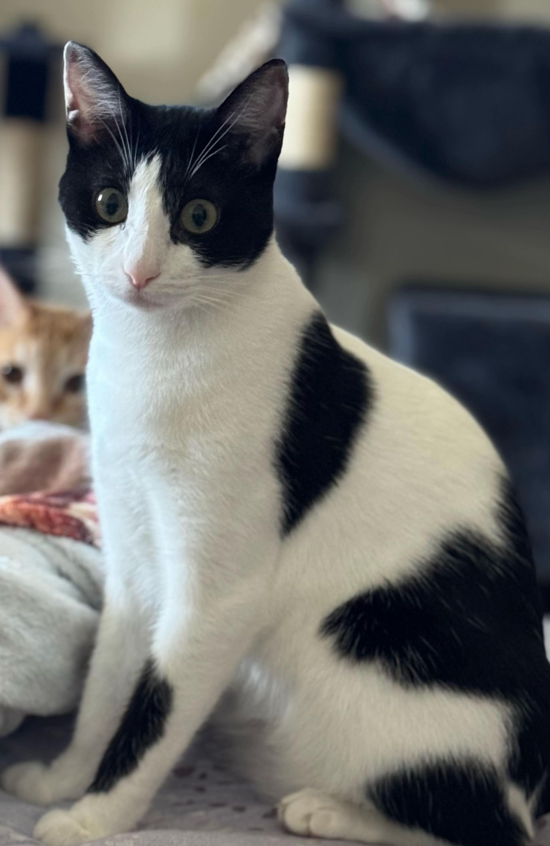 @Father5cats