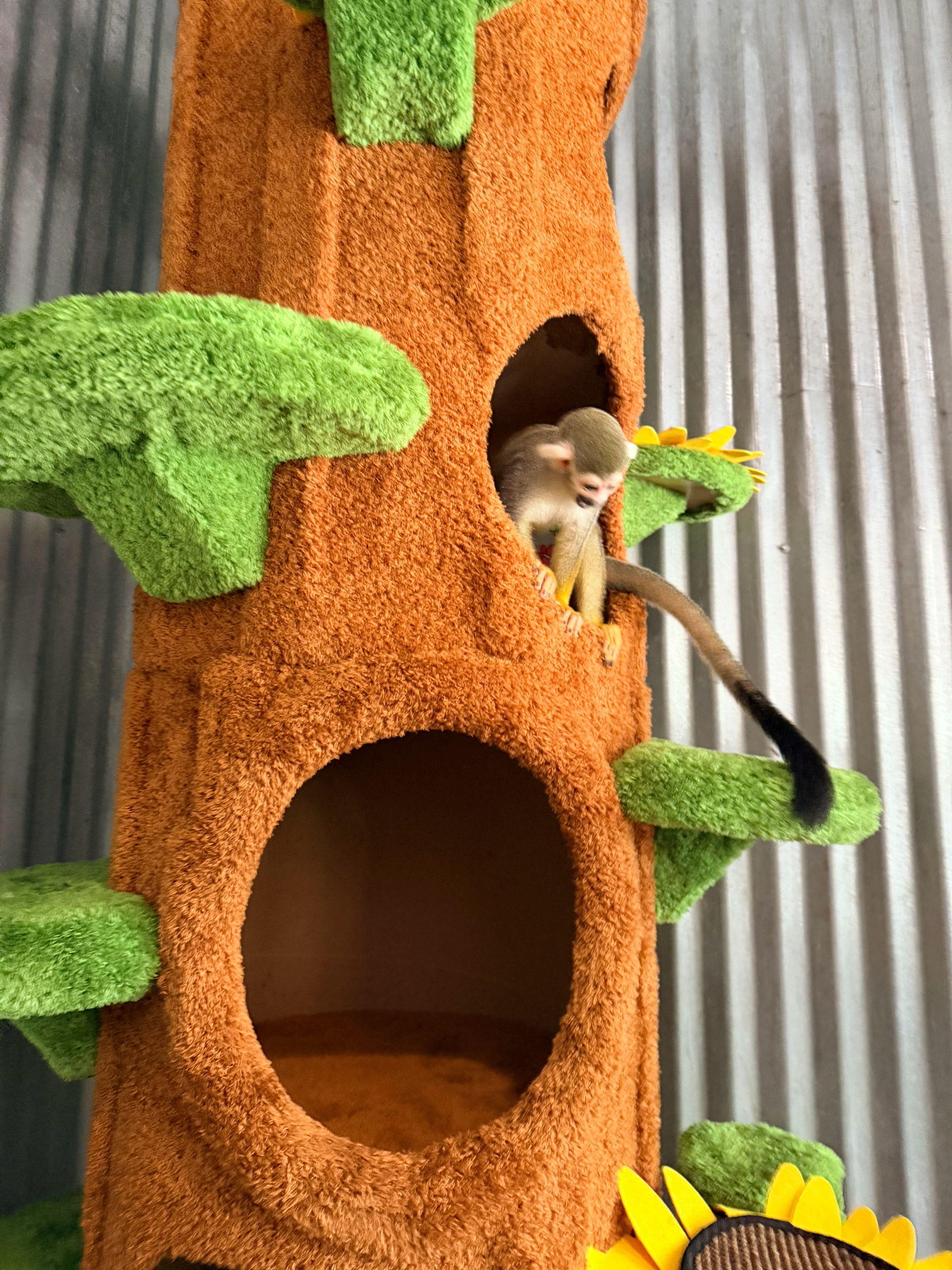 @Full House Exotics