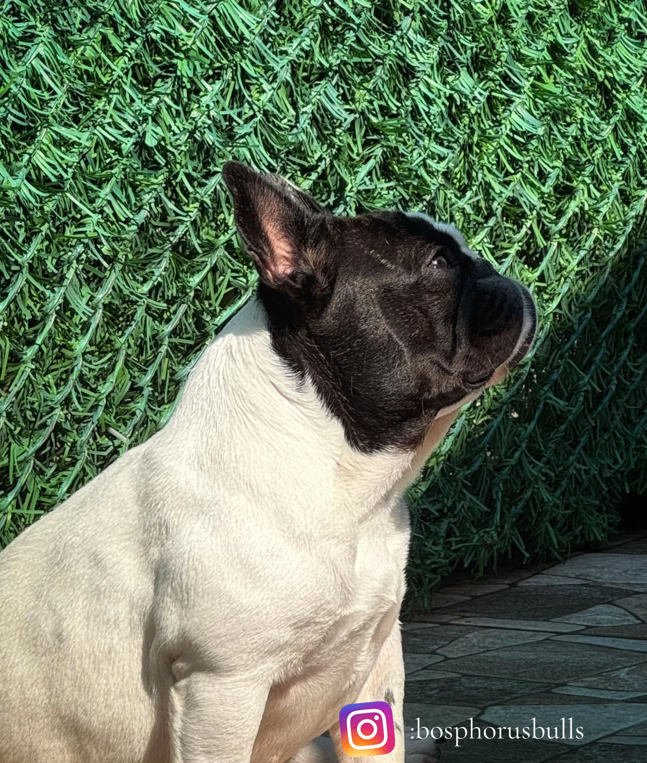 @Bosphorus Bulls French Bulldog