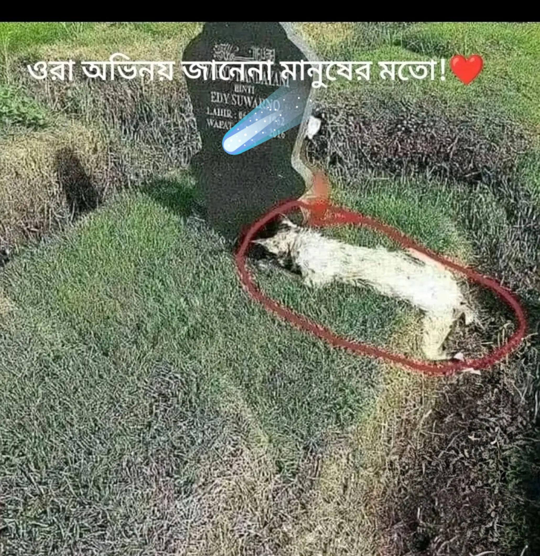 @Mehedi তালুকদার