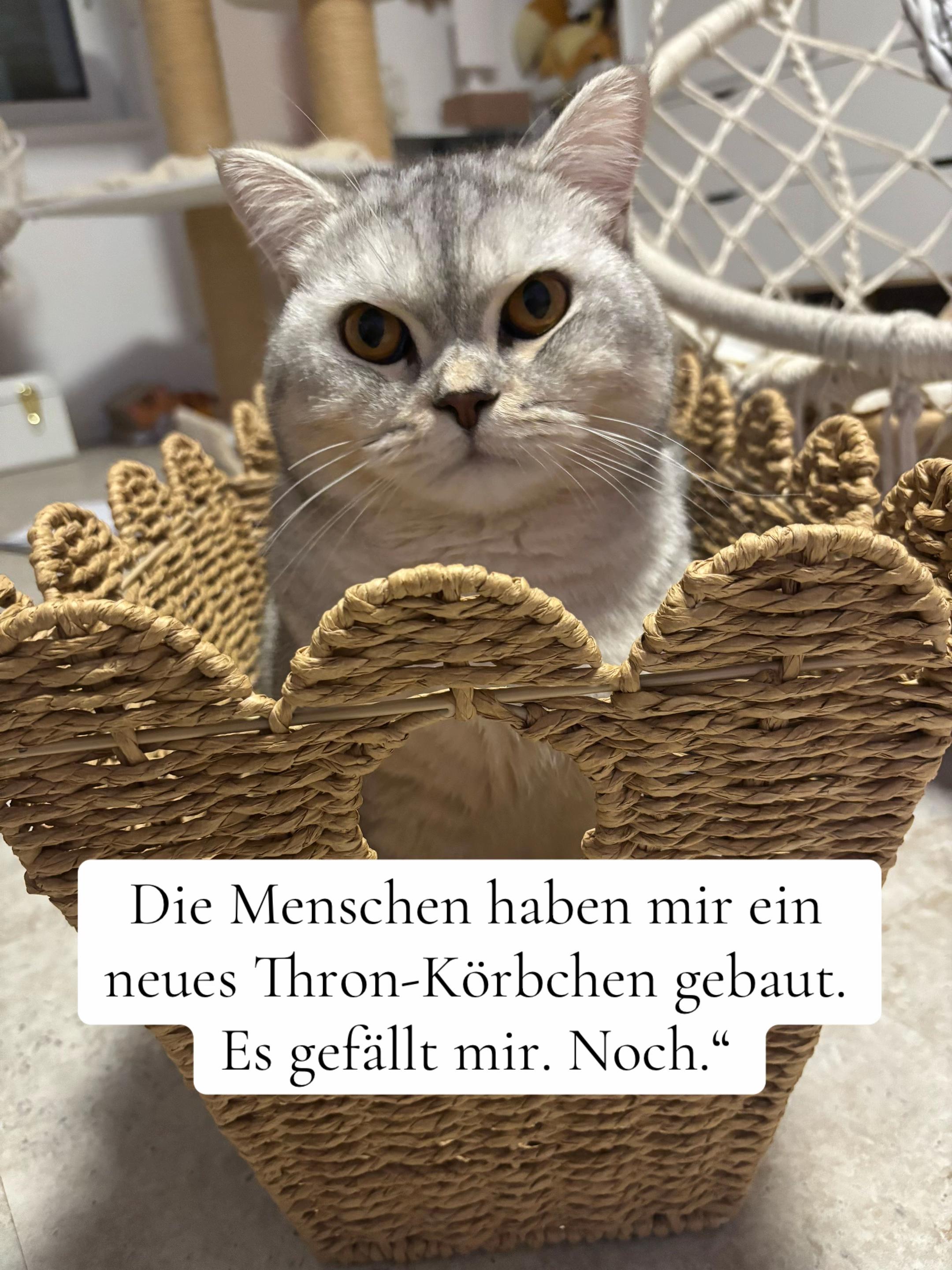 @Backet&Cosmo