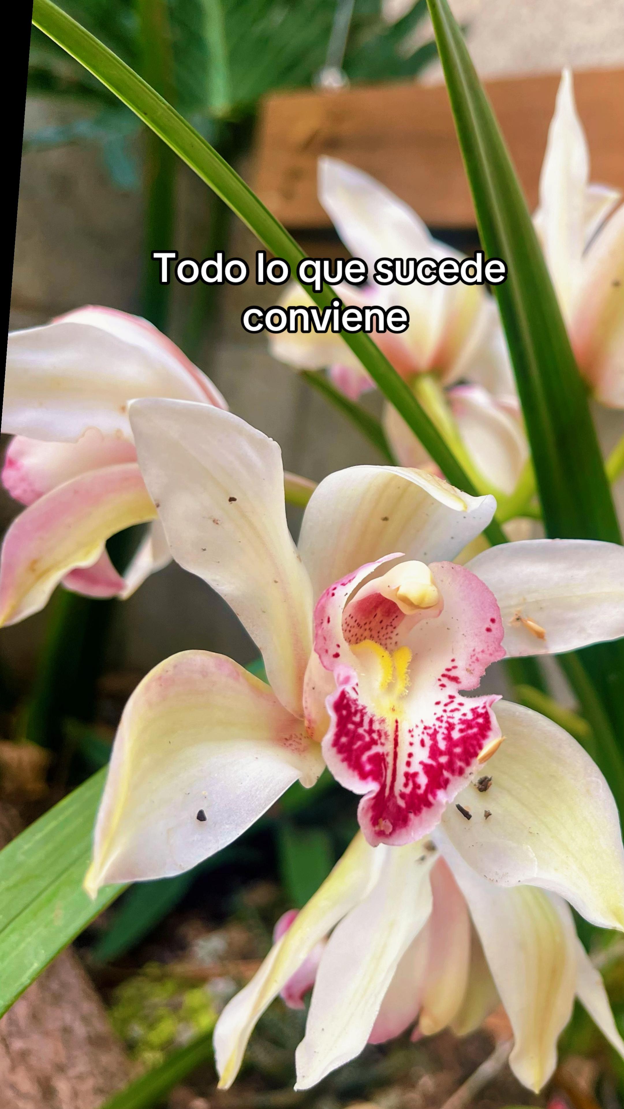 @Carlos_Ivan