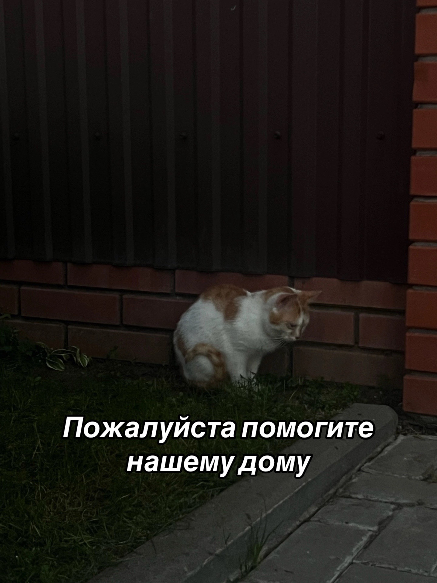 @Приют Потеряшка