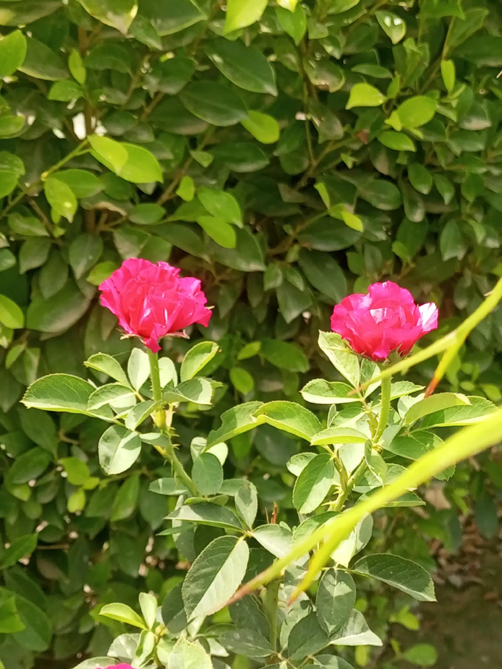 @جام خلیل خانپور