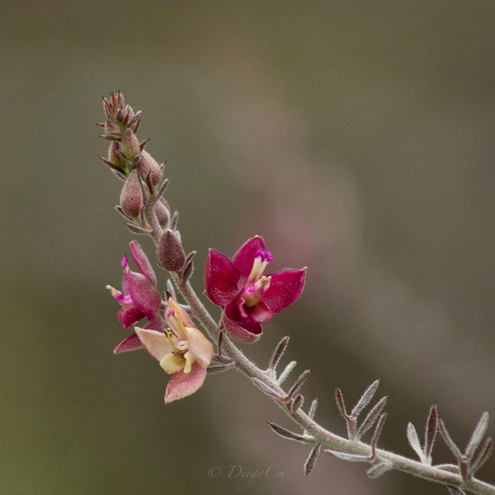 @DiegoJ-Naturaleza