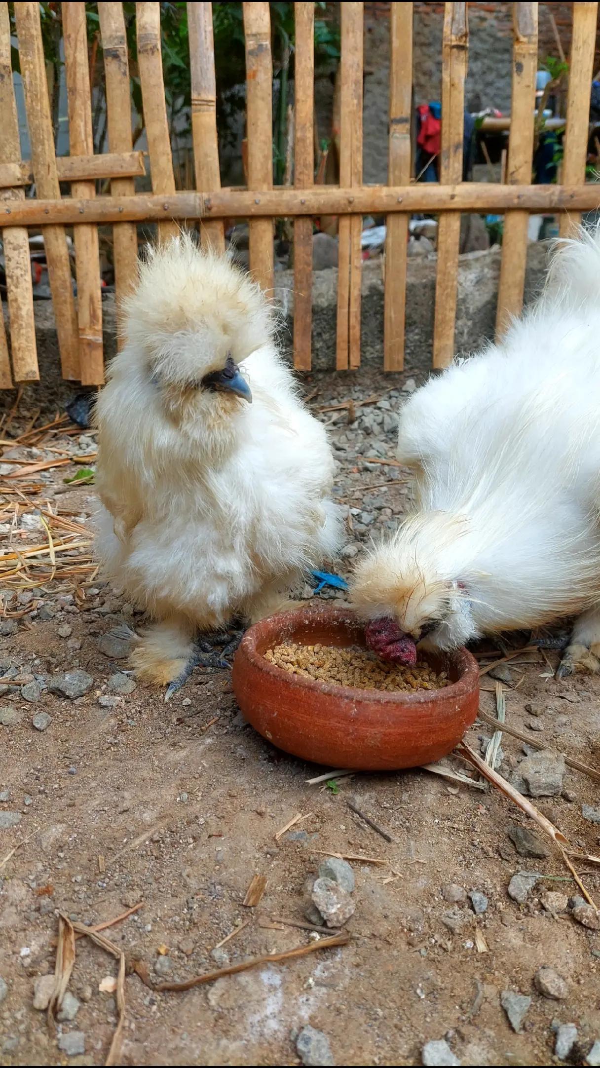 @Cileunyi Rabbit