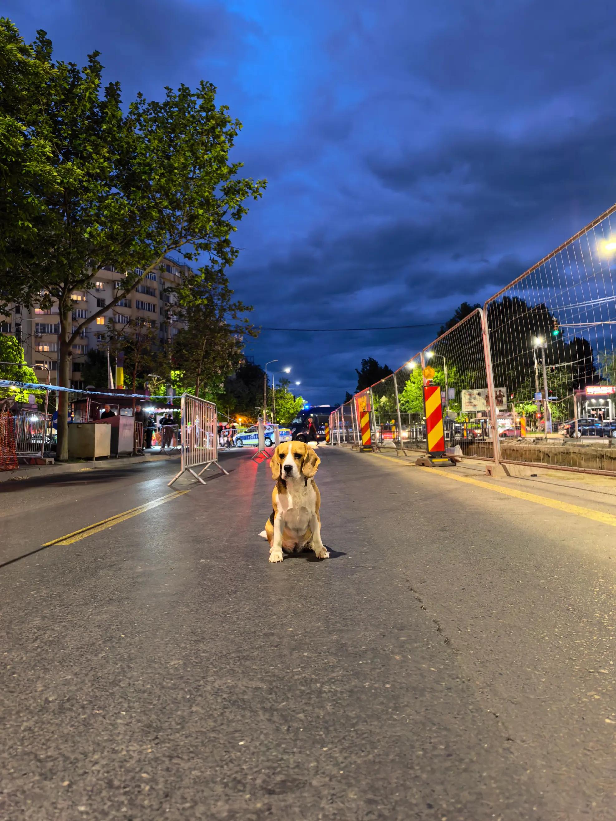 @Bogdănel 😎 & 🐶 Masha