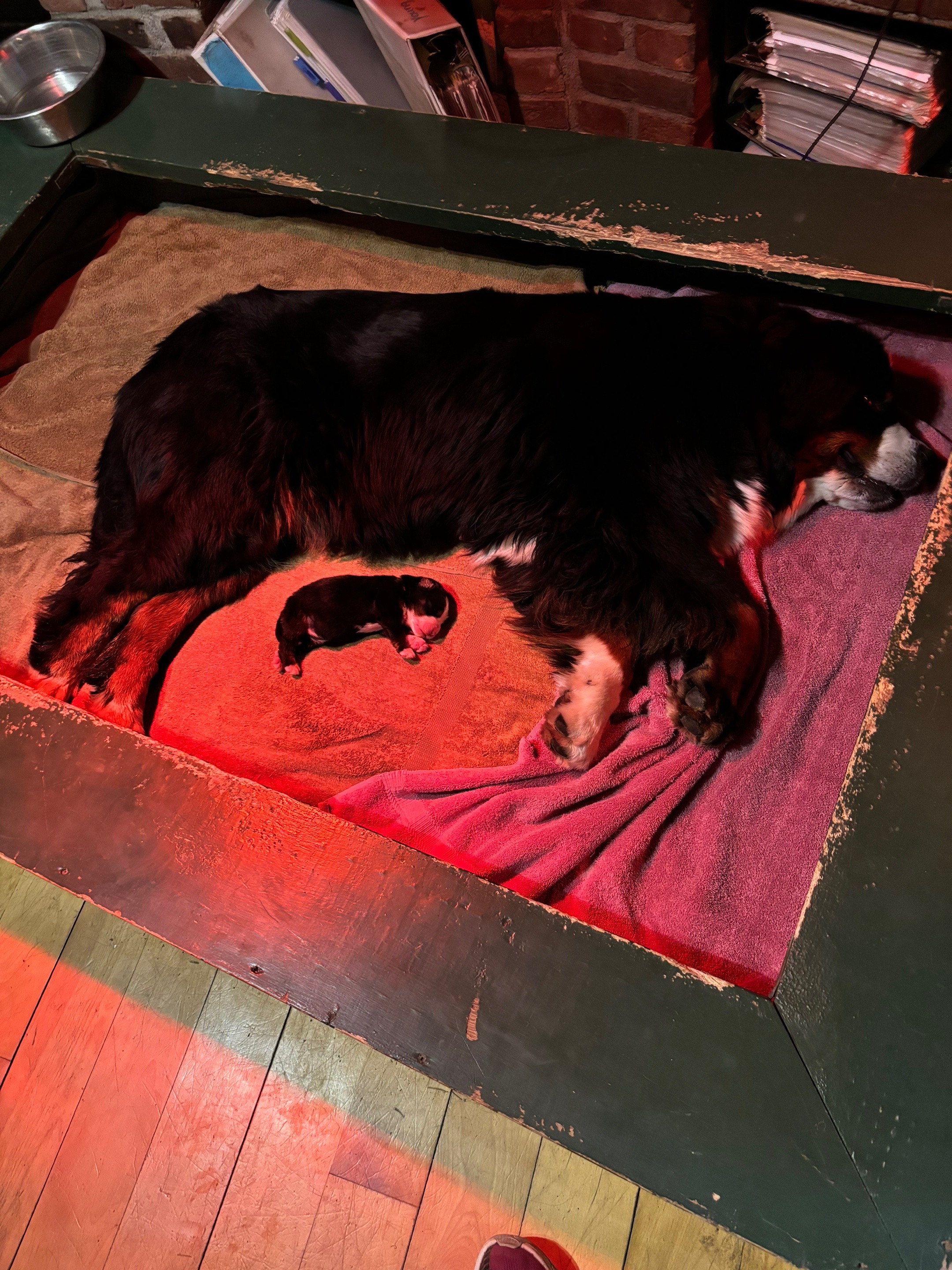 @Alpenspirit Bernese