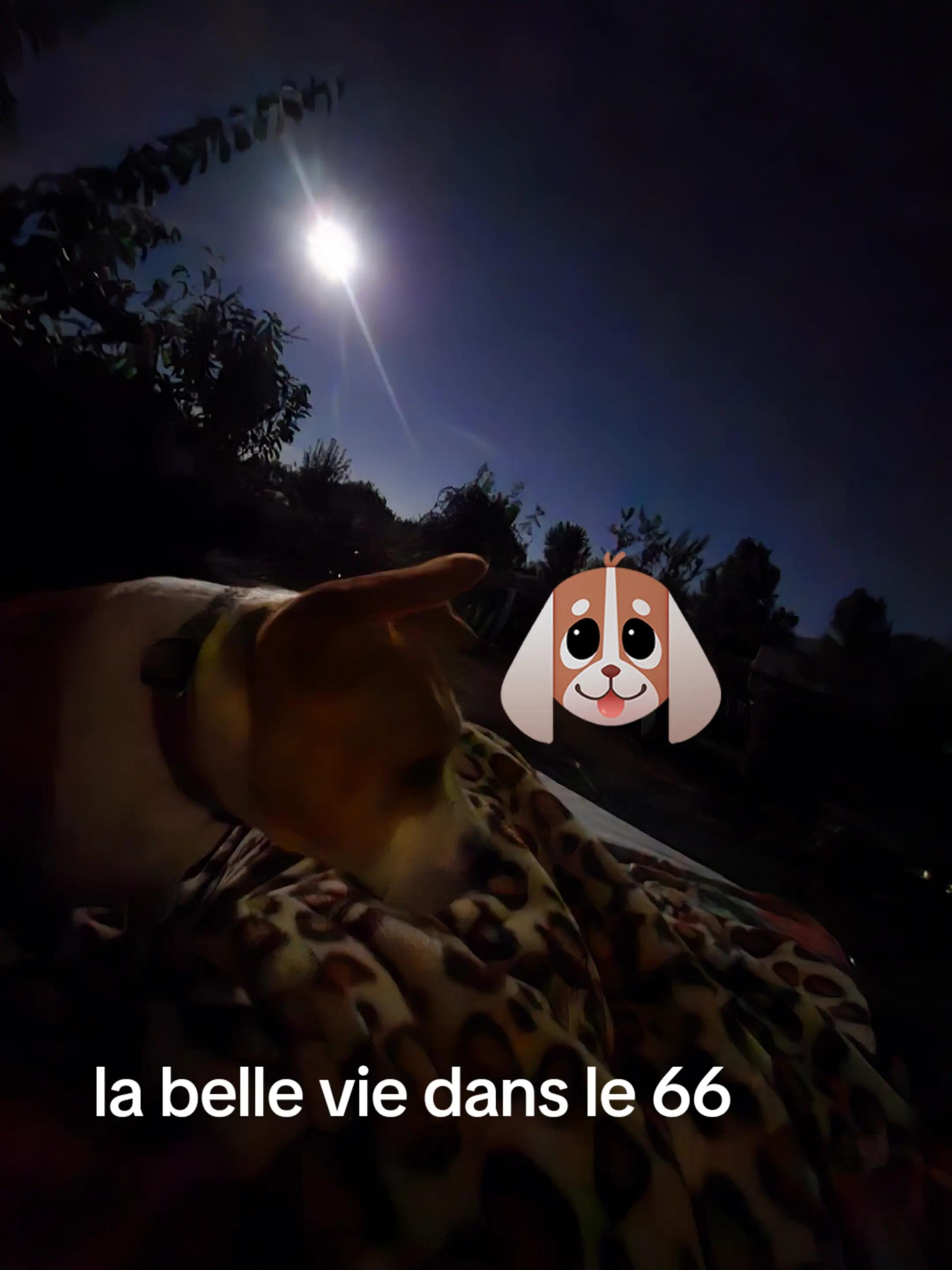 @shaina66