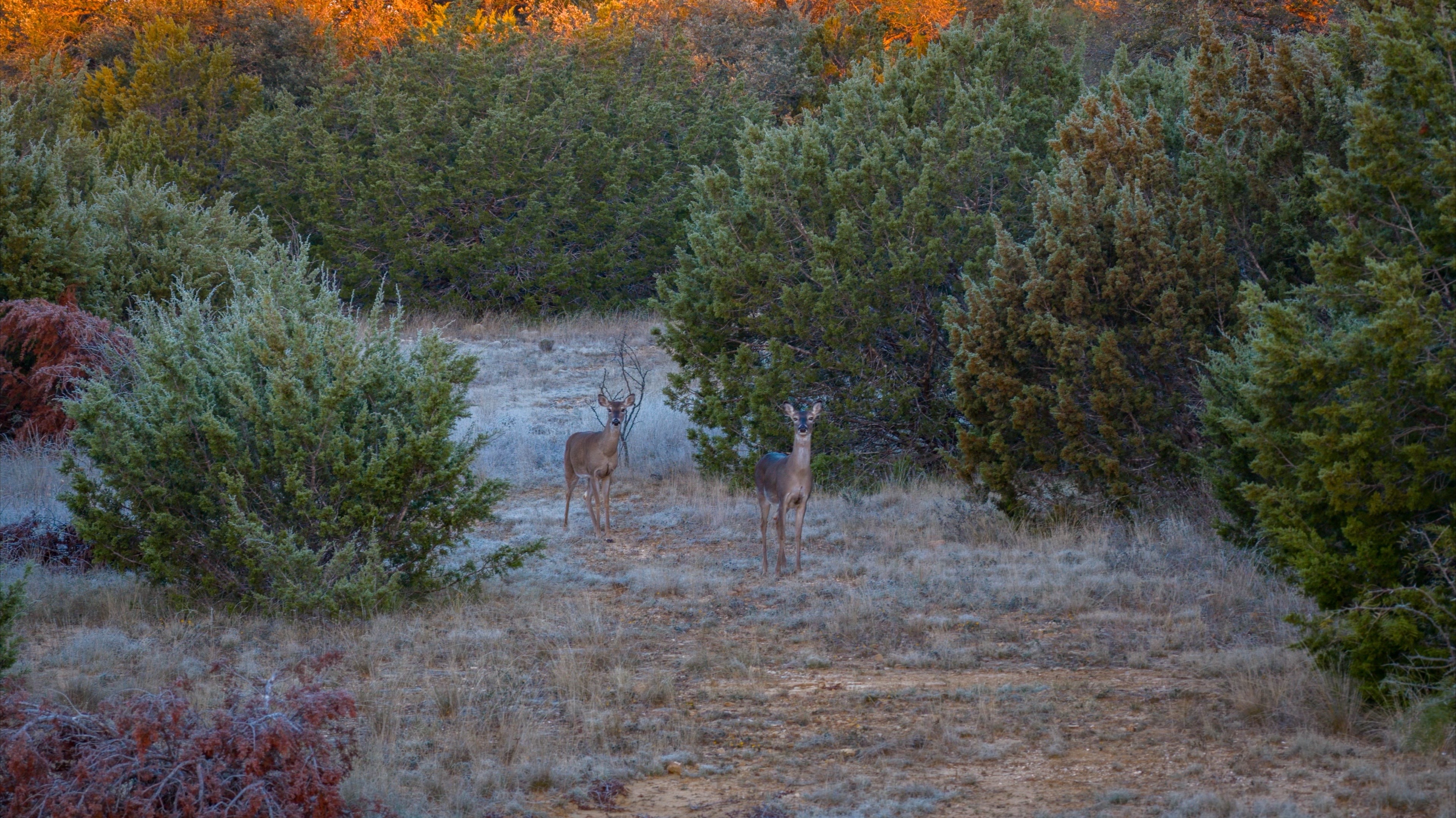 @TX Land & Wildlife
