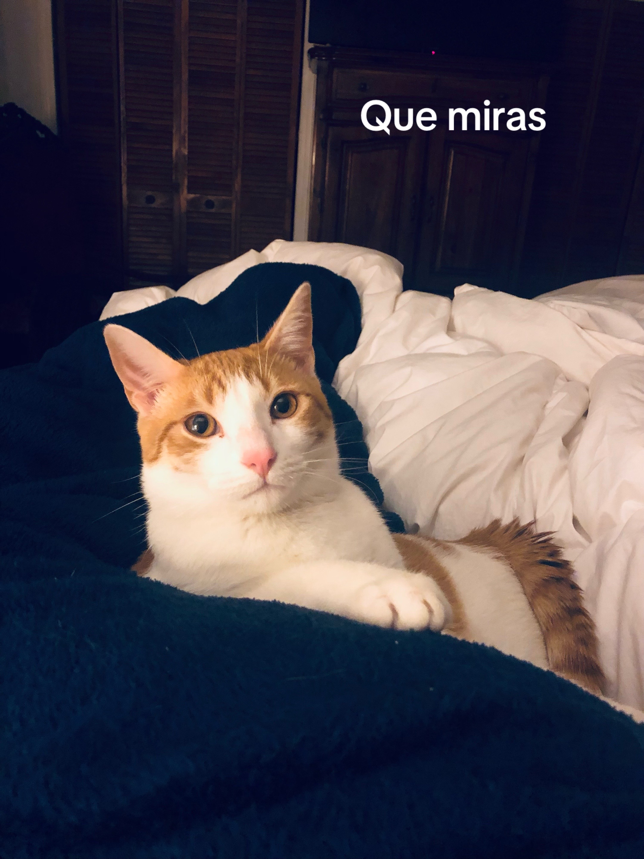 @Olgui59