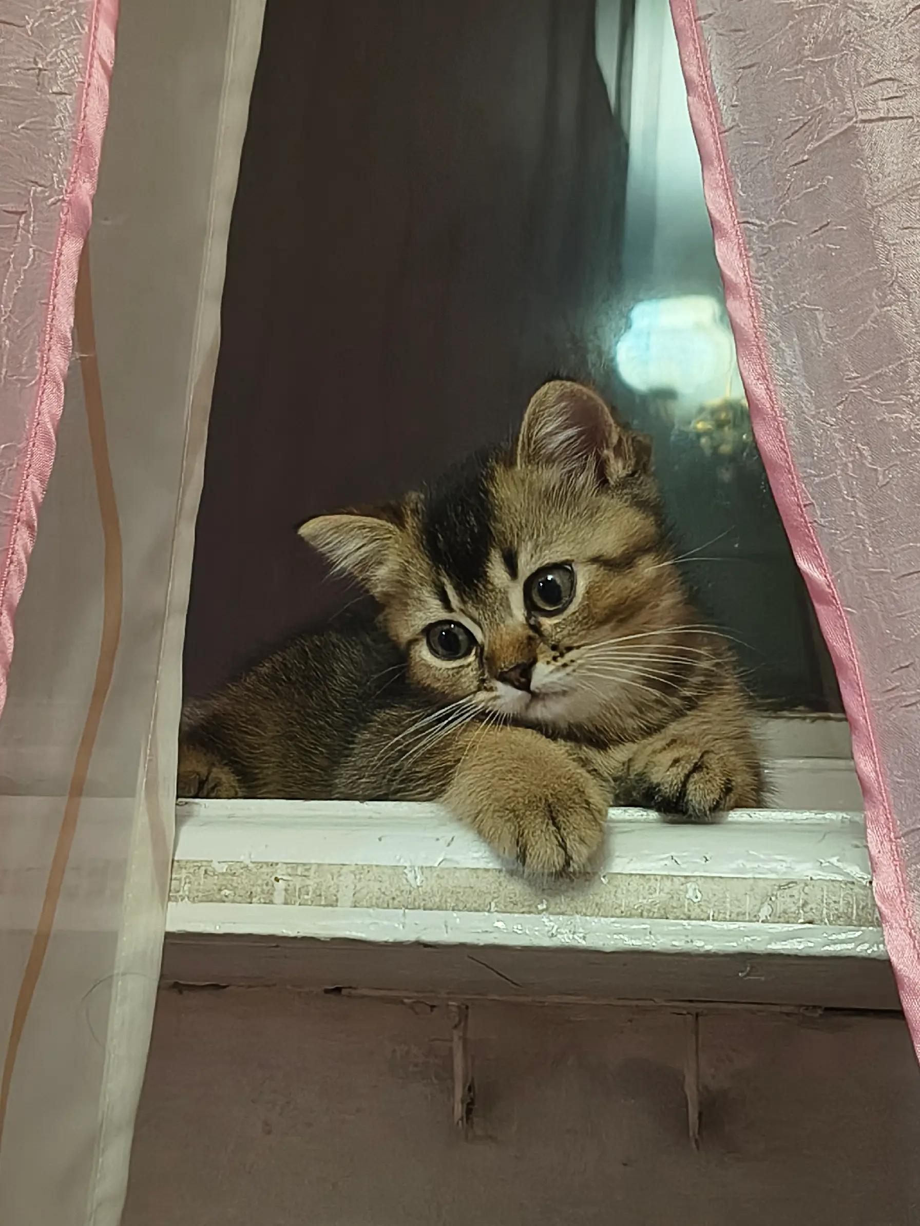 @🐈⬛Дєри𝄞