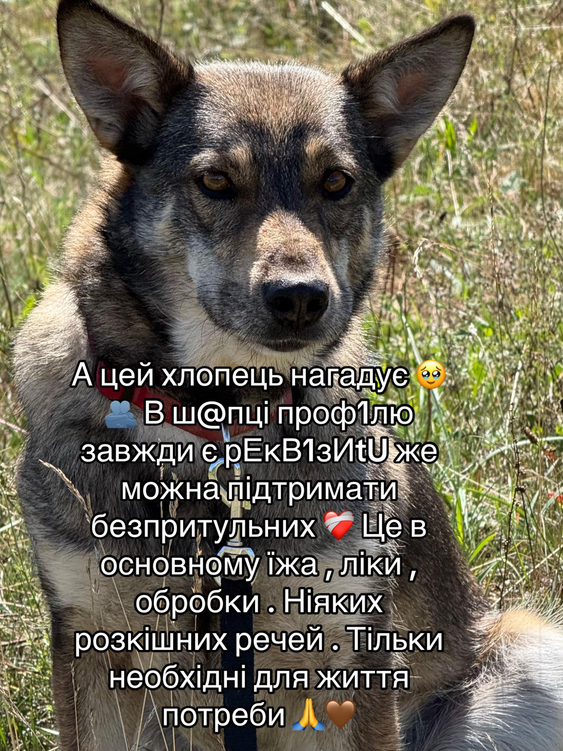 @tanya.help.animal