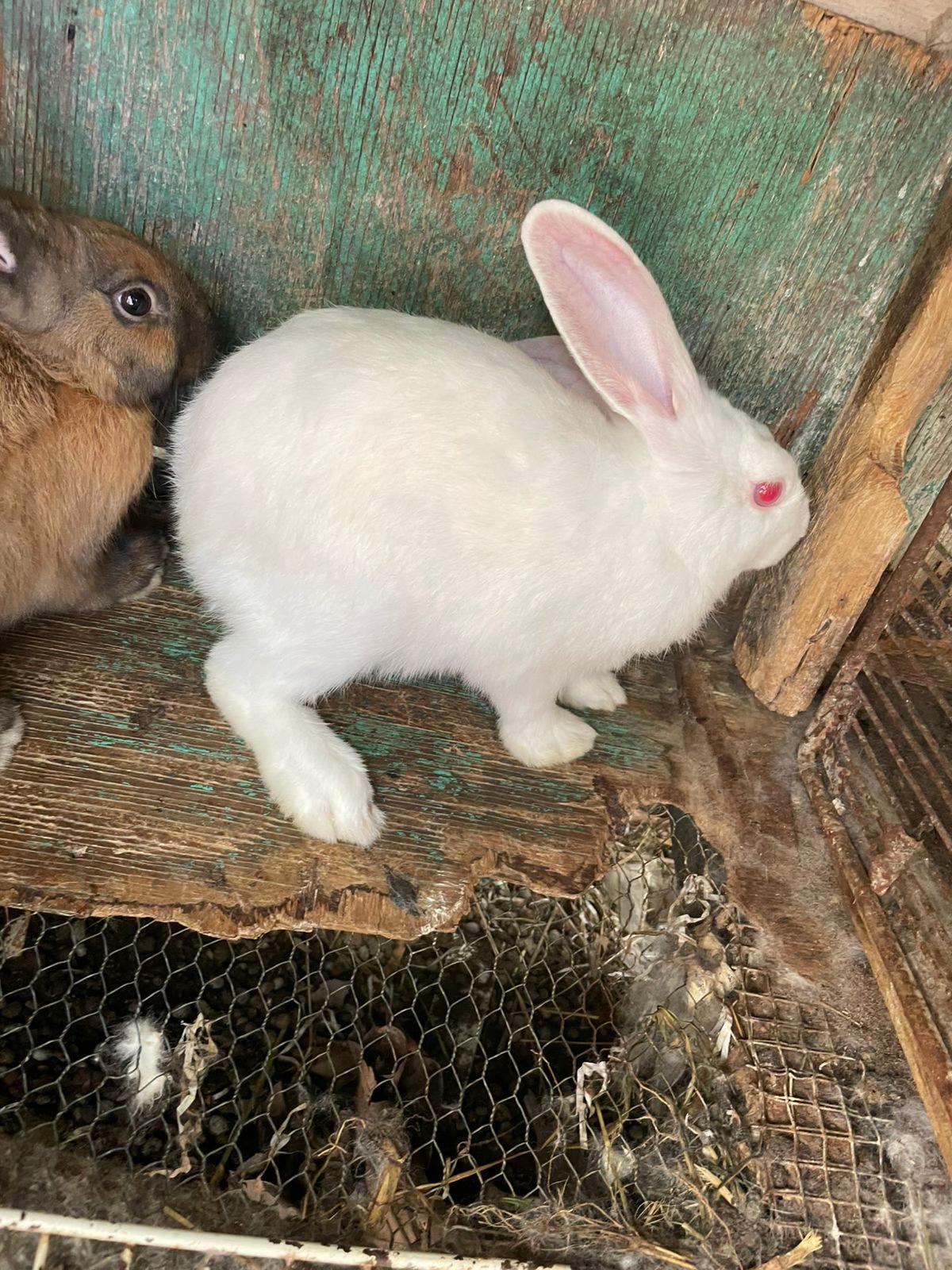@HappyHoppersRabbitry