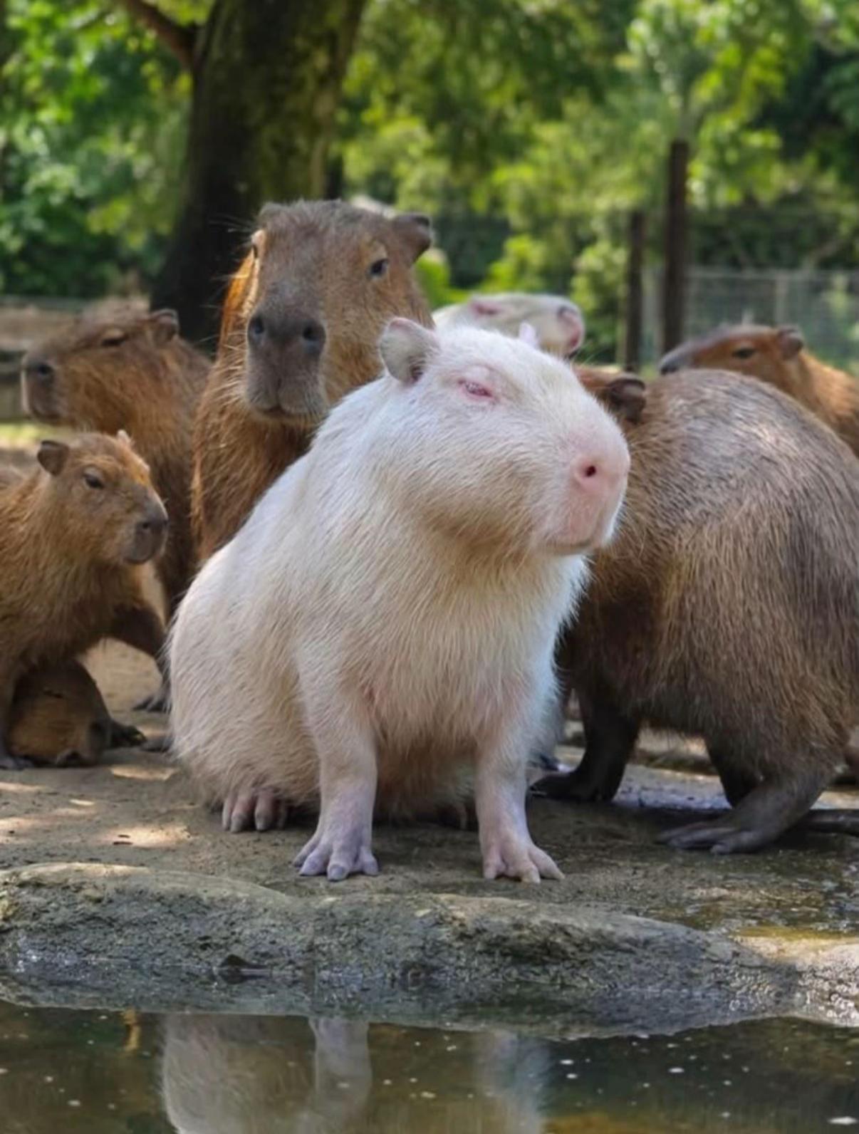 @Capybarabaramedia
