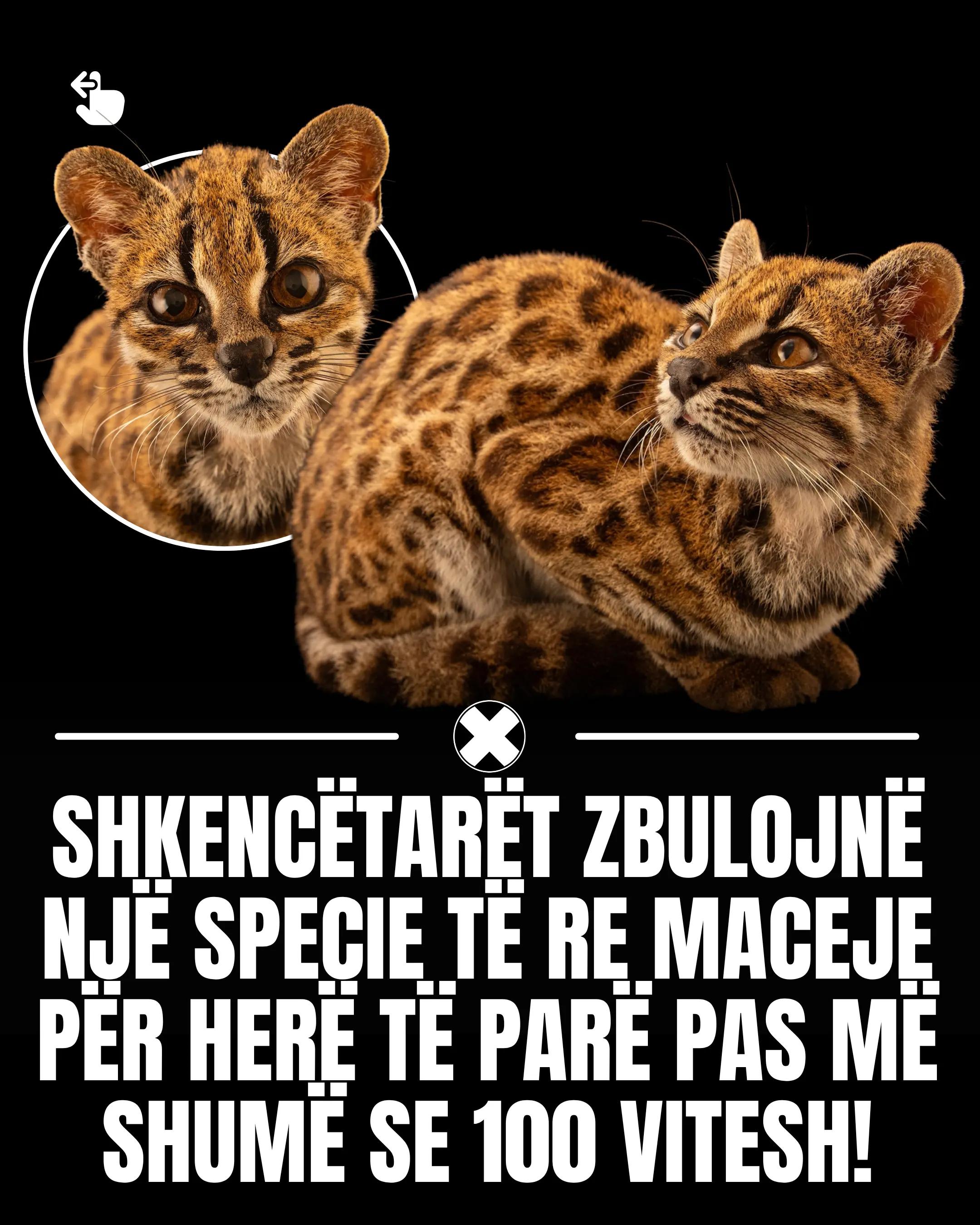@Udhëkryqi