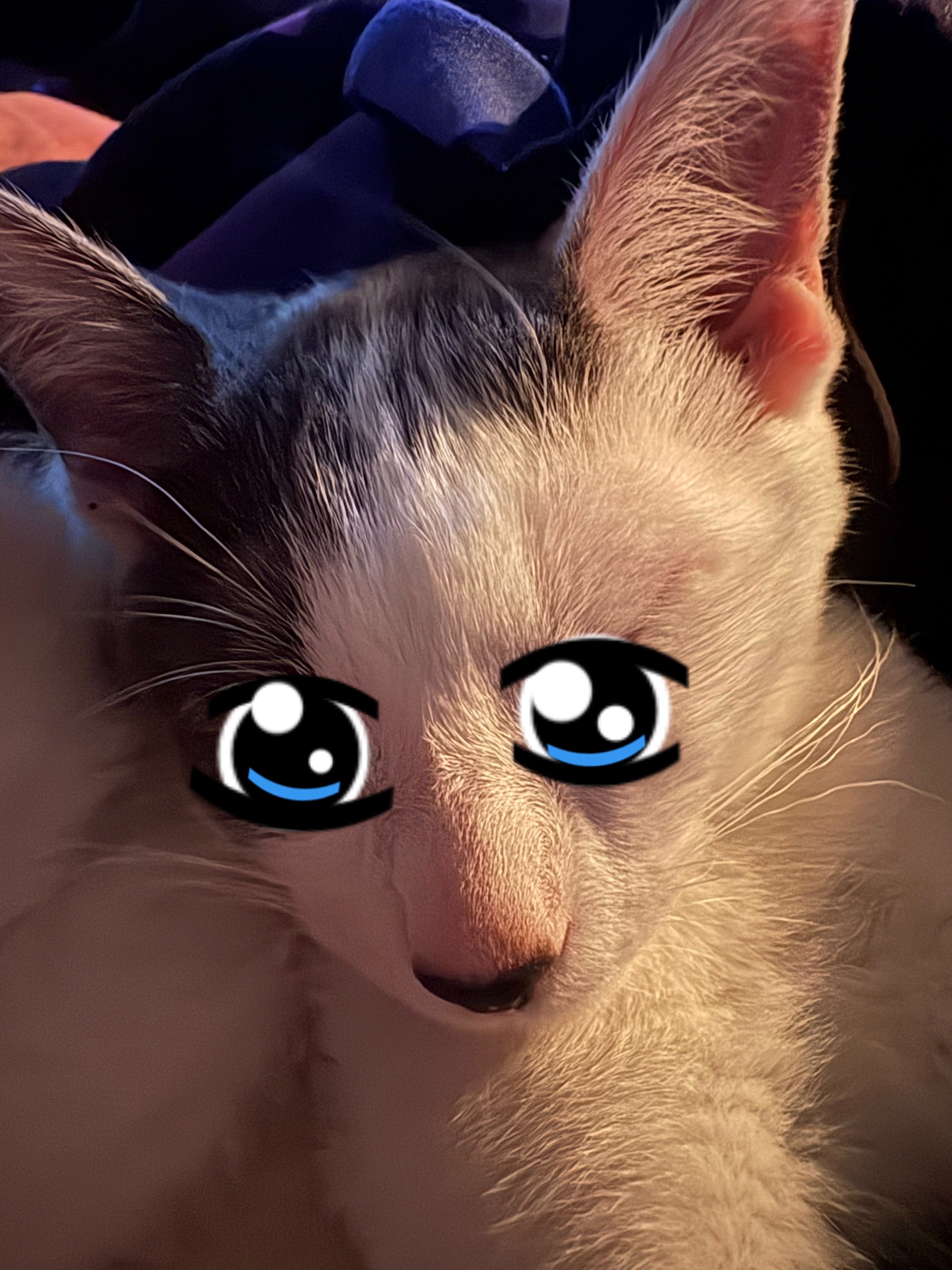 @๐ฅ๐ฅ๐ฃTaph๐ฃ๐ฅ๐ฅ