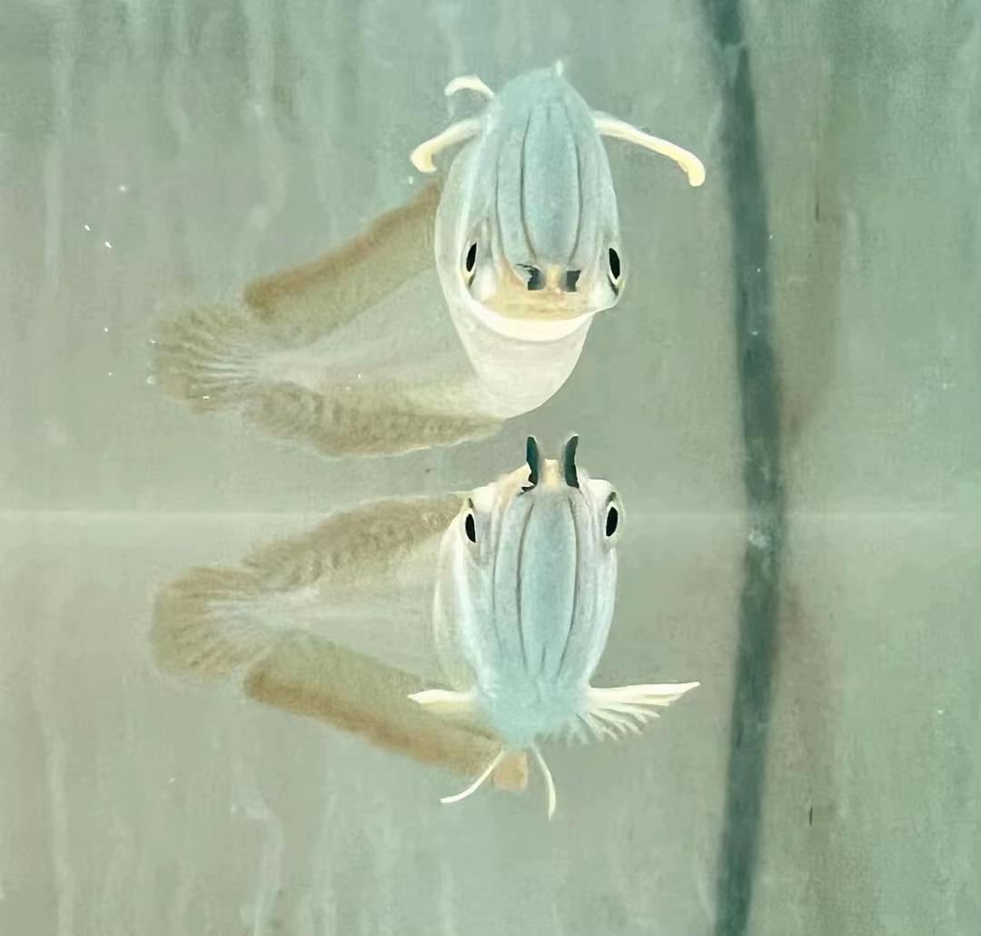 @Fish Ok
