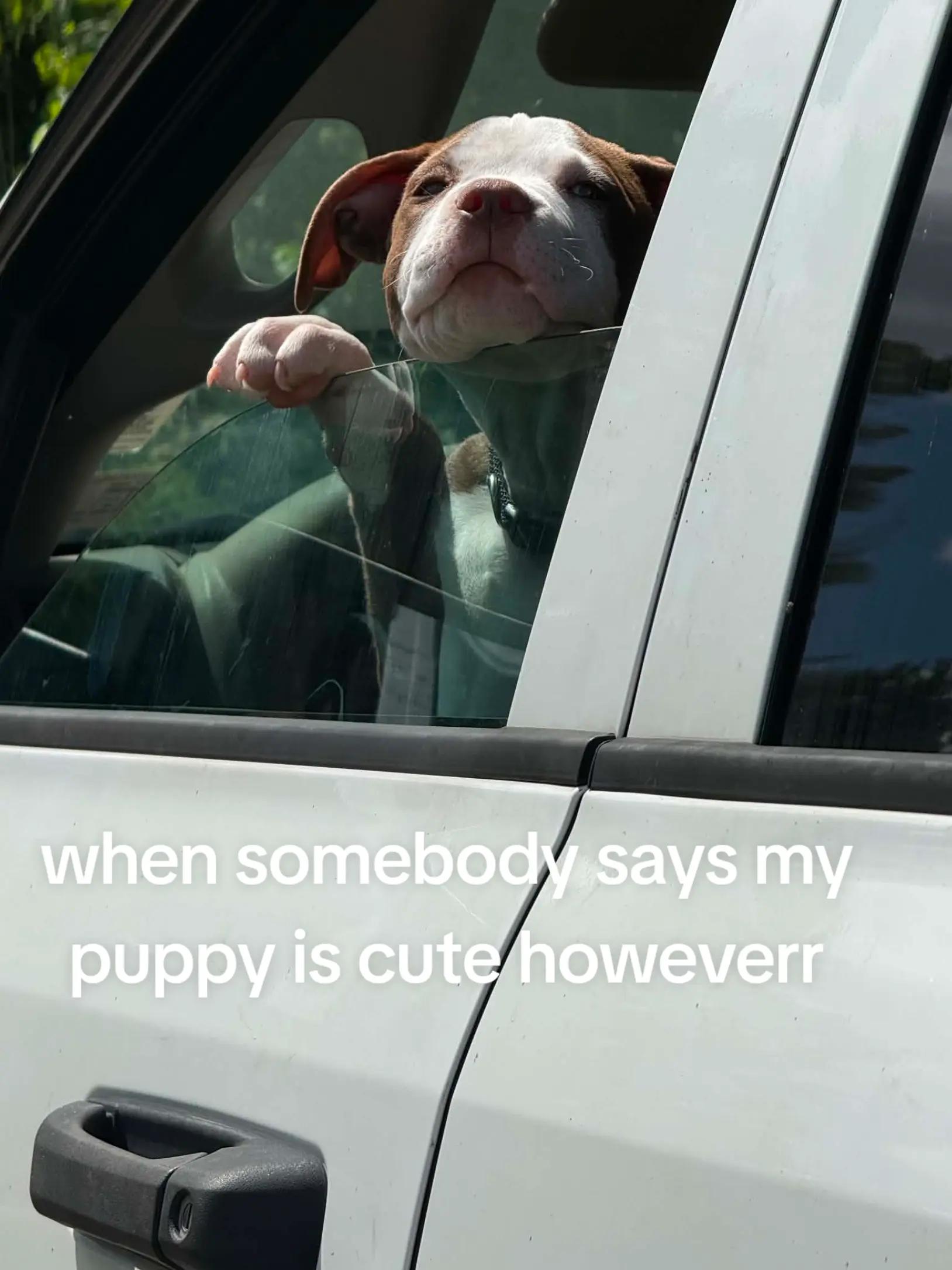 @sagepersun109