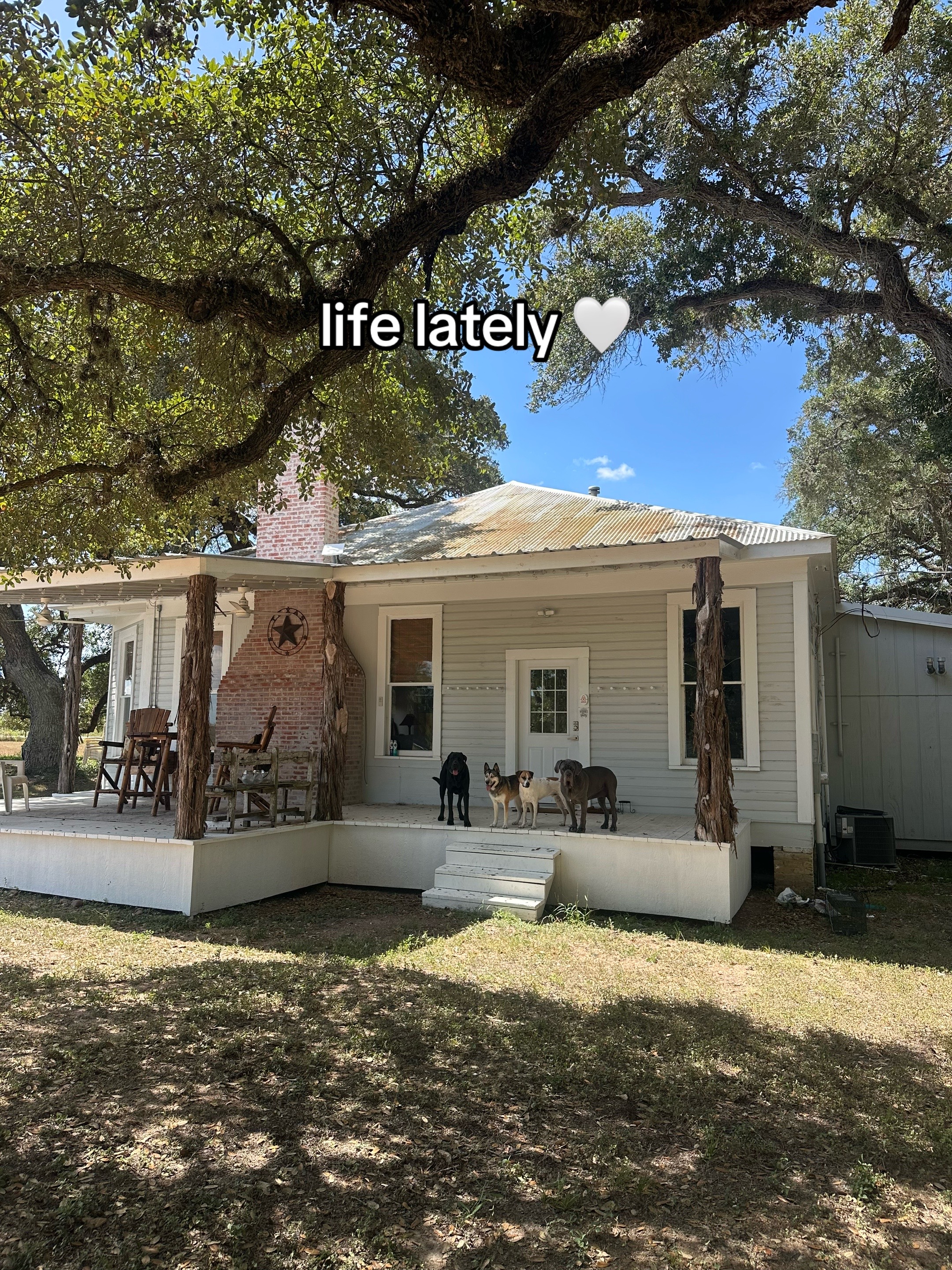 @Taylor + 4 dogs