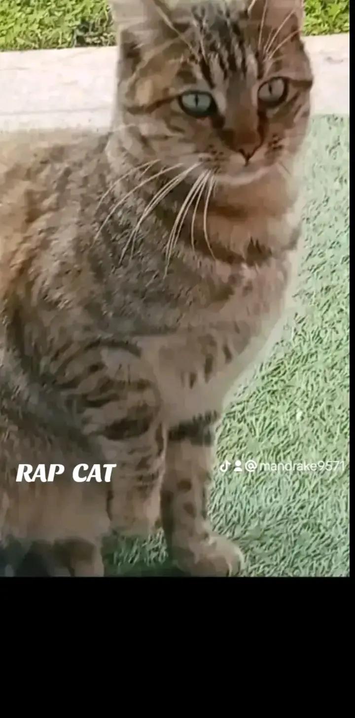 @RAP CAT