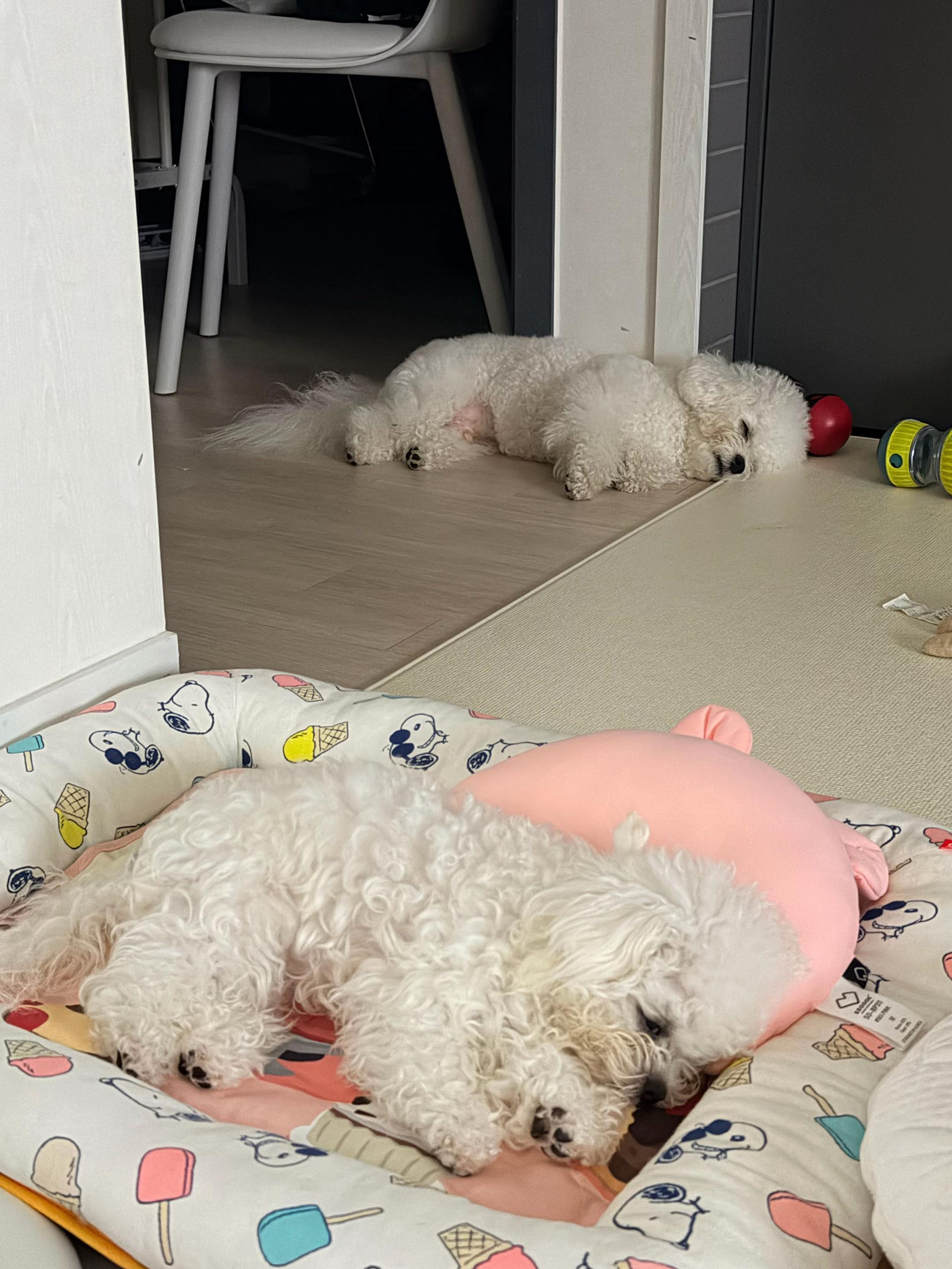 @jeju_kiki