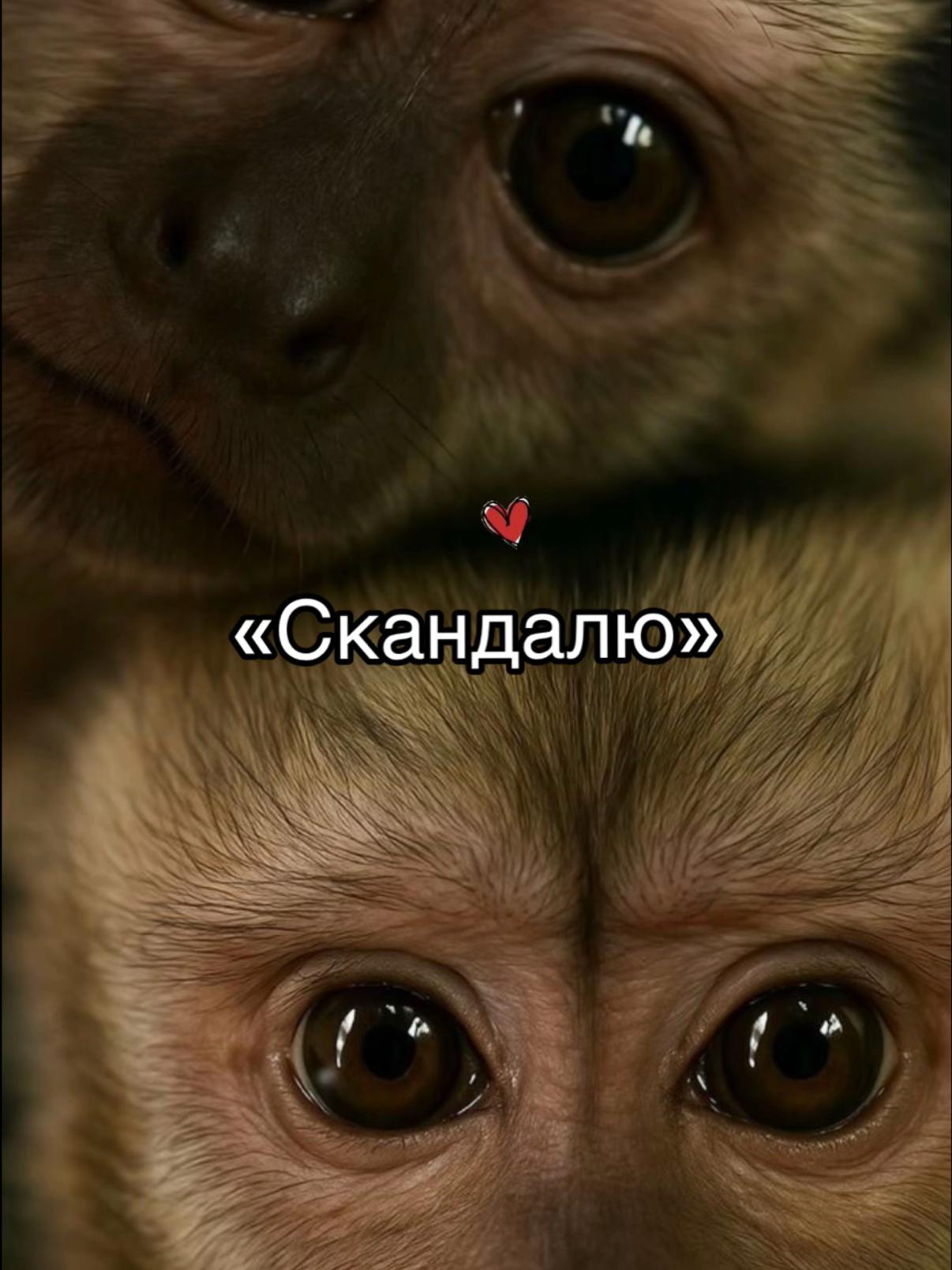 @tancha23_