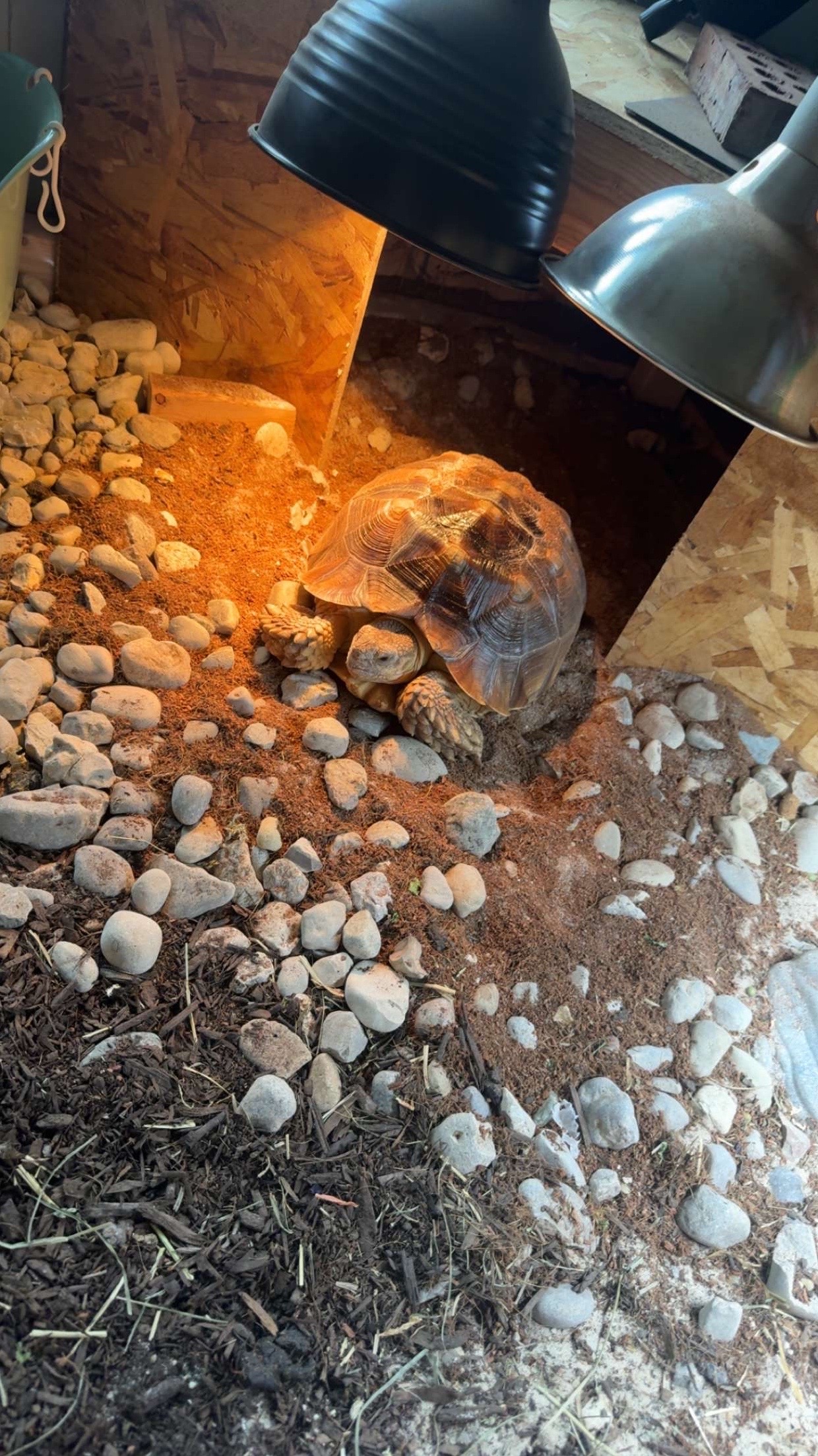 @🐢Turtlelover