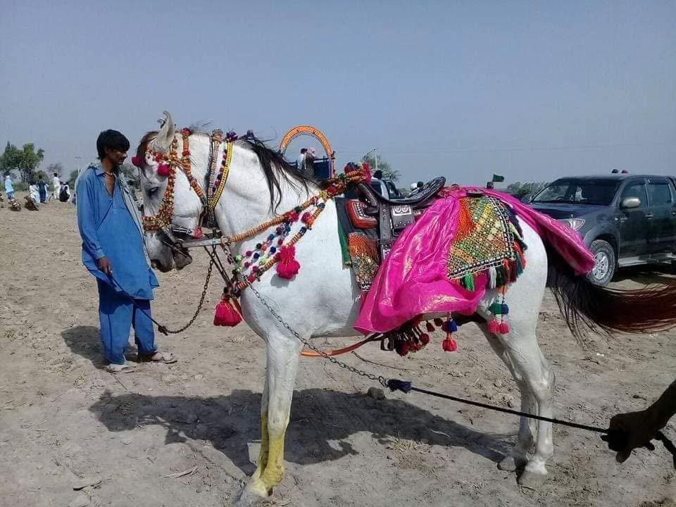 @Hayat Raza