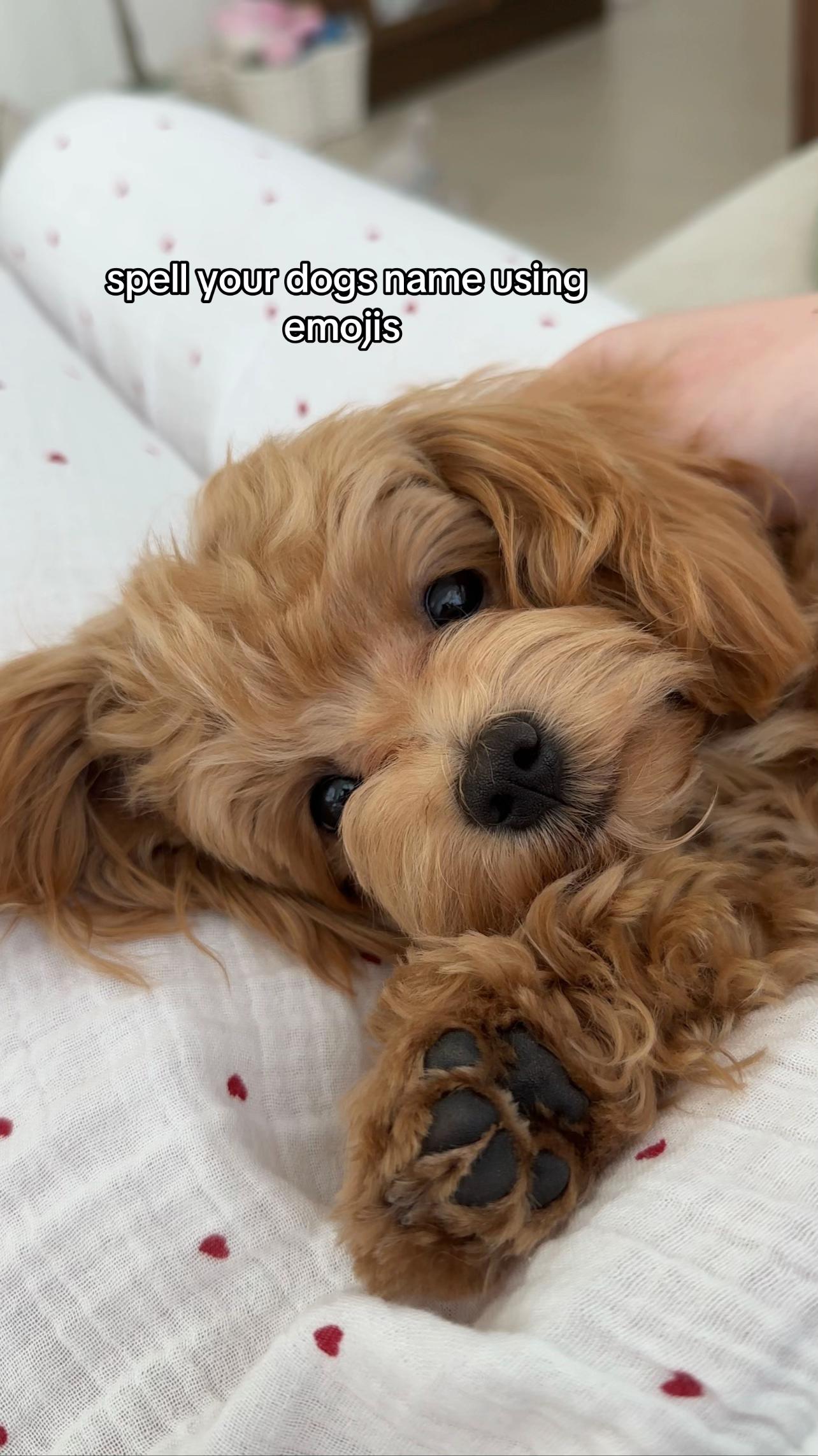 @Mochi the Maltipoo 🐻