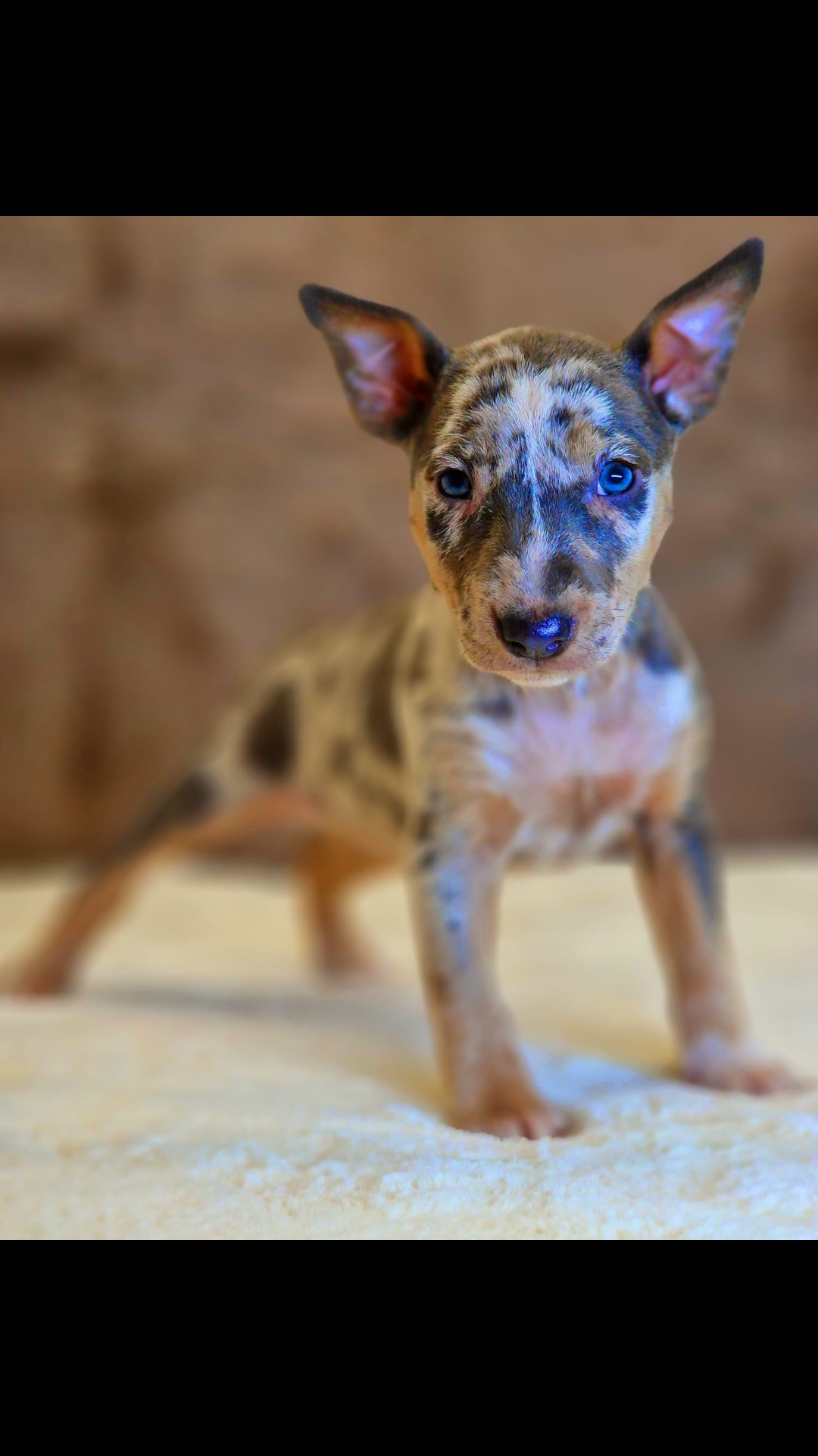 @Mini Bull Terriers from Hell