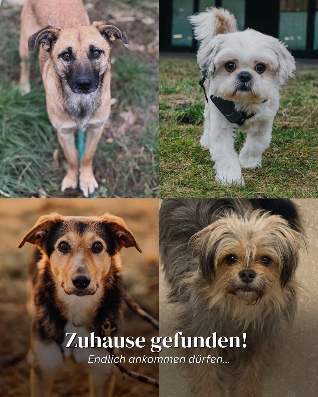 @SpecialDogs e.V.