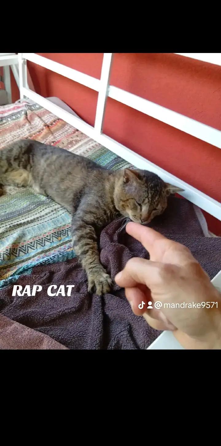@RAP CAT