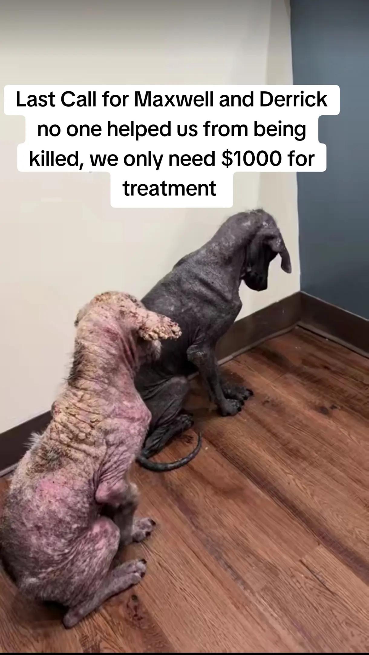 @adoptabledogsofmiami