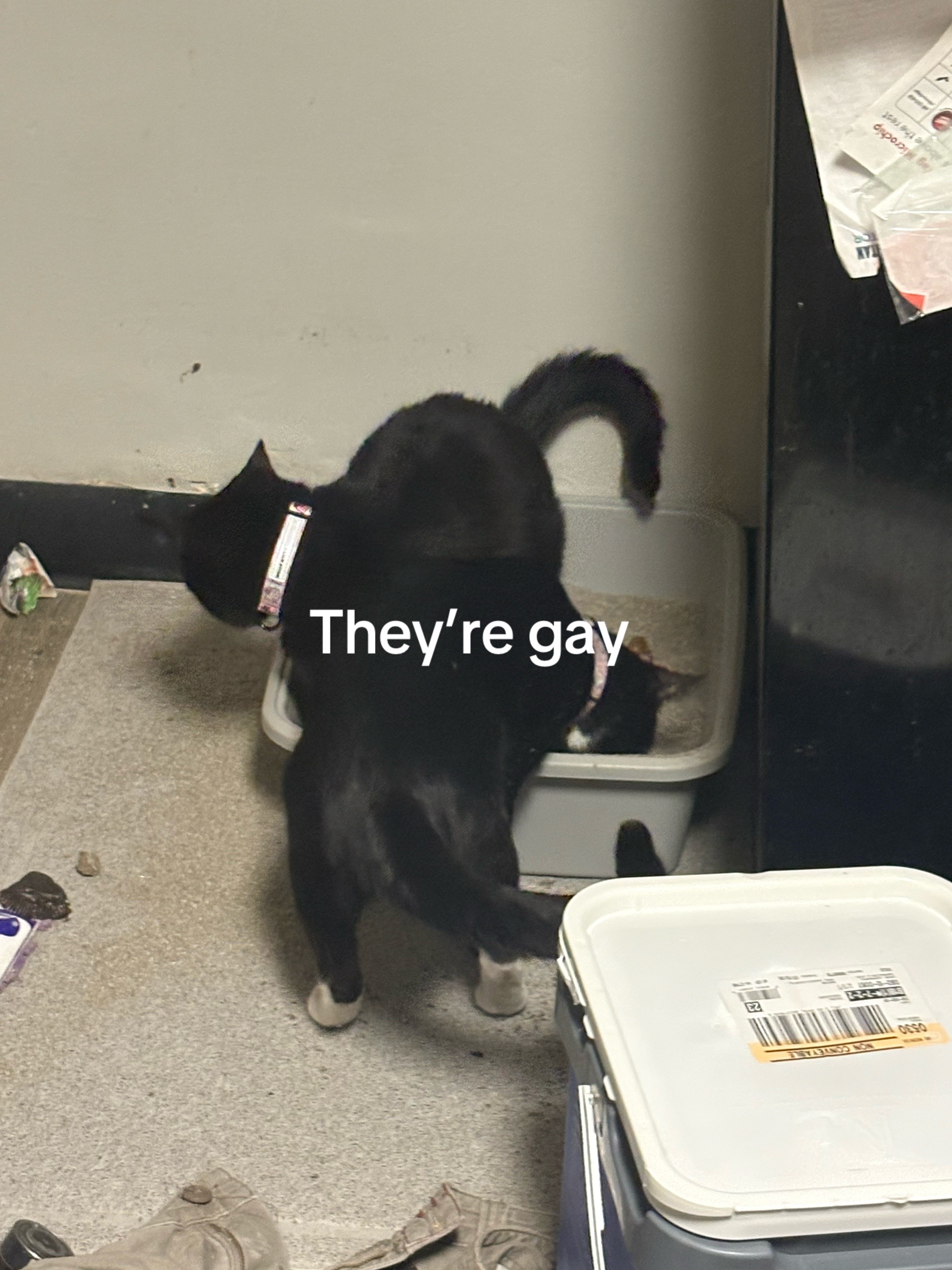 @scumgoblin