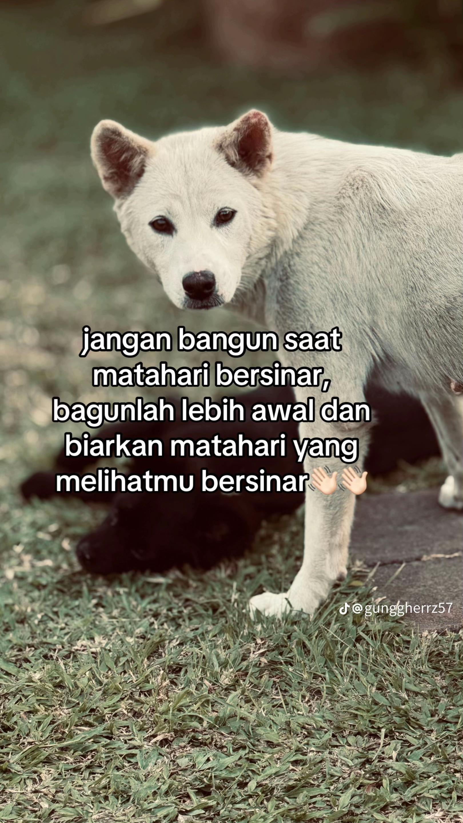 @Tuguna