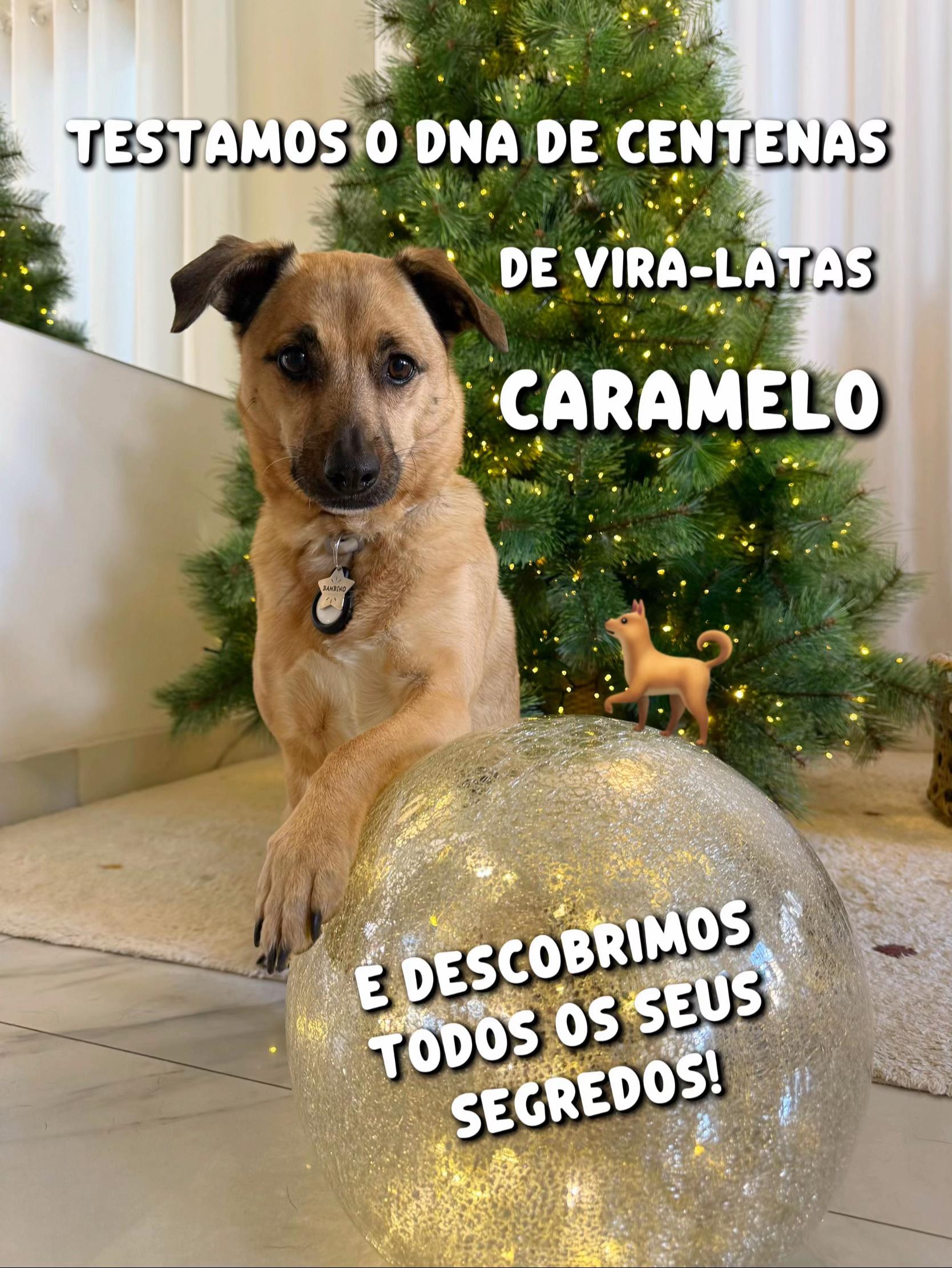 @vira-lata caramelo