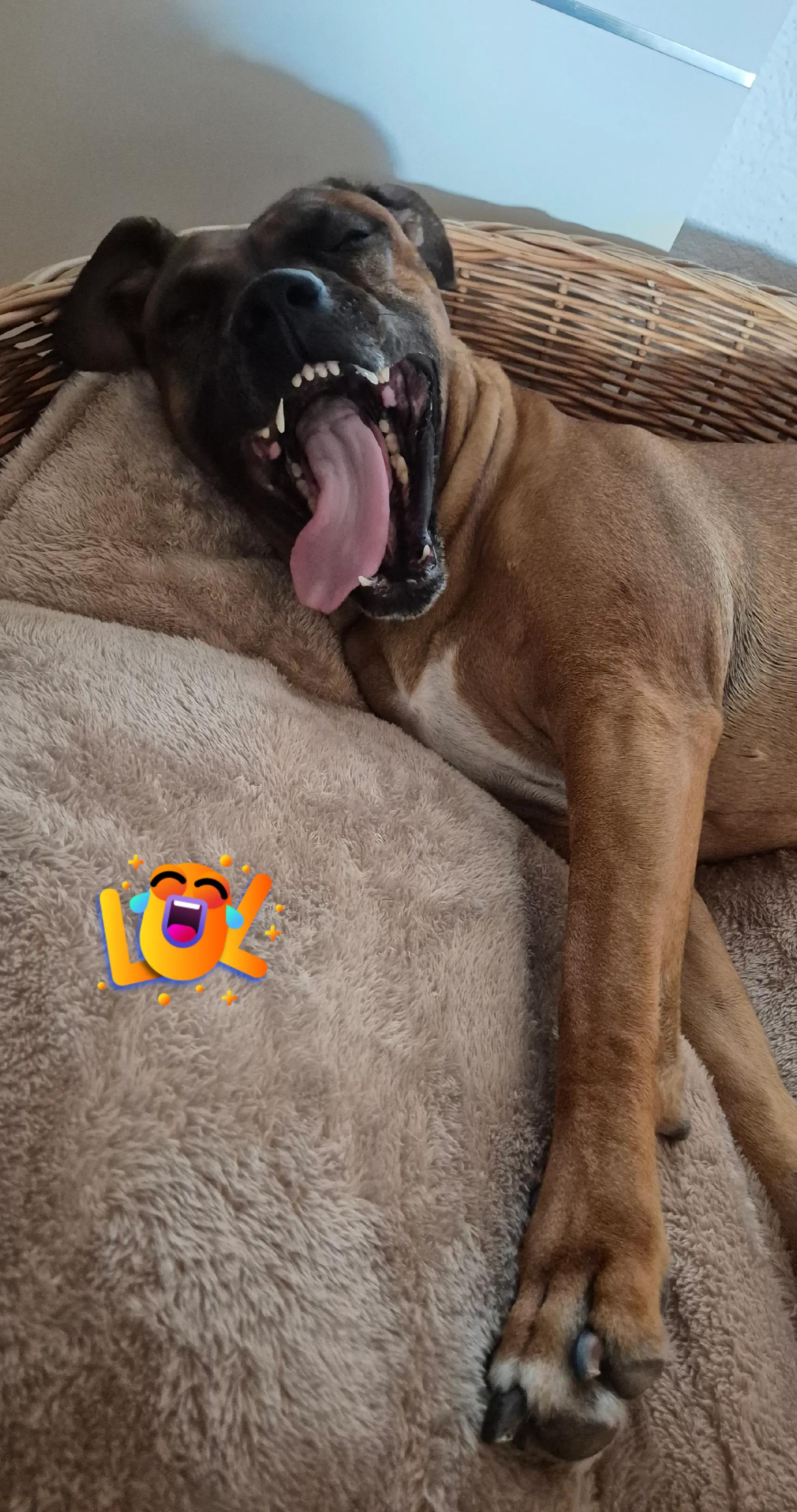 @cookie.dog7