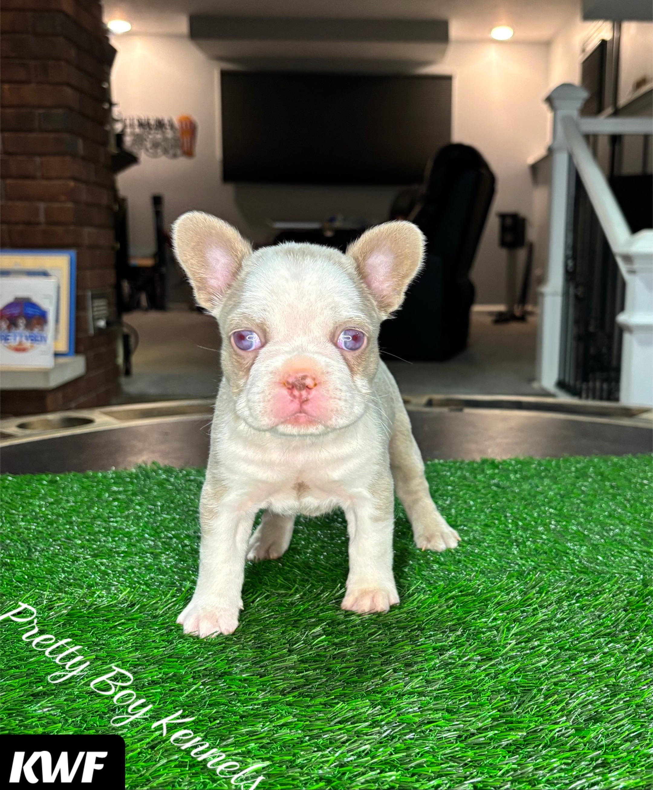 @prettyboykennels