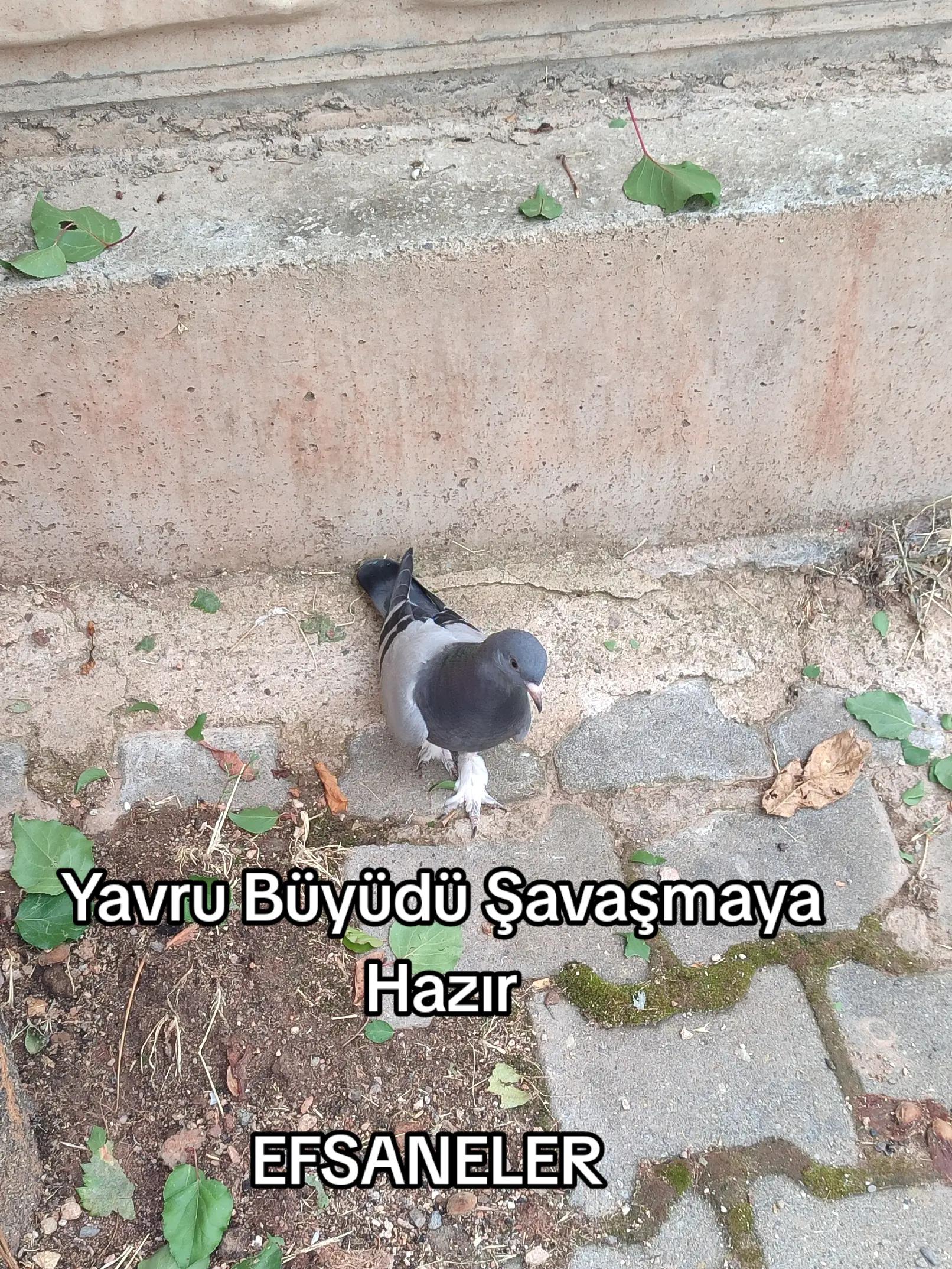 @Hacı Osman Tanrıkulu